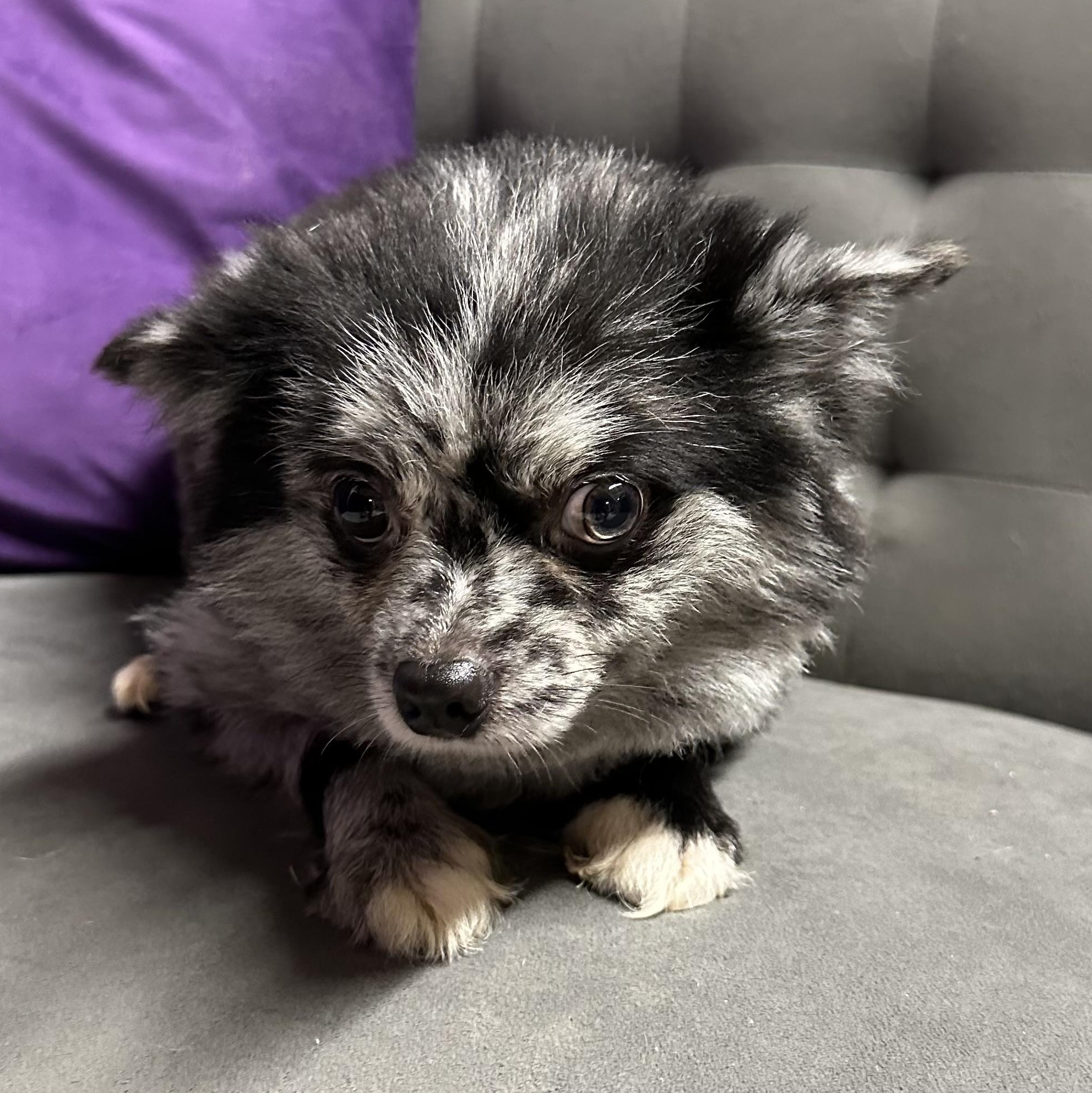 Enlarge Rango- Home Visit in Process, an adopted Pomeranian in Hartland, WI image 3/6