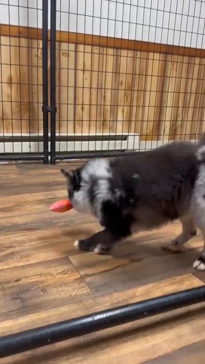 Enlarge Rango- Home Visit in Process, an adopted Pomeranian in Hartland, WI video 6/6