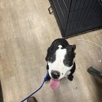 Enlarge Buster, a Adoptable Terrier in Port Aransas, TX image 1/1