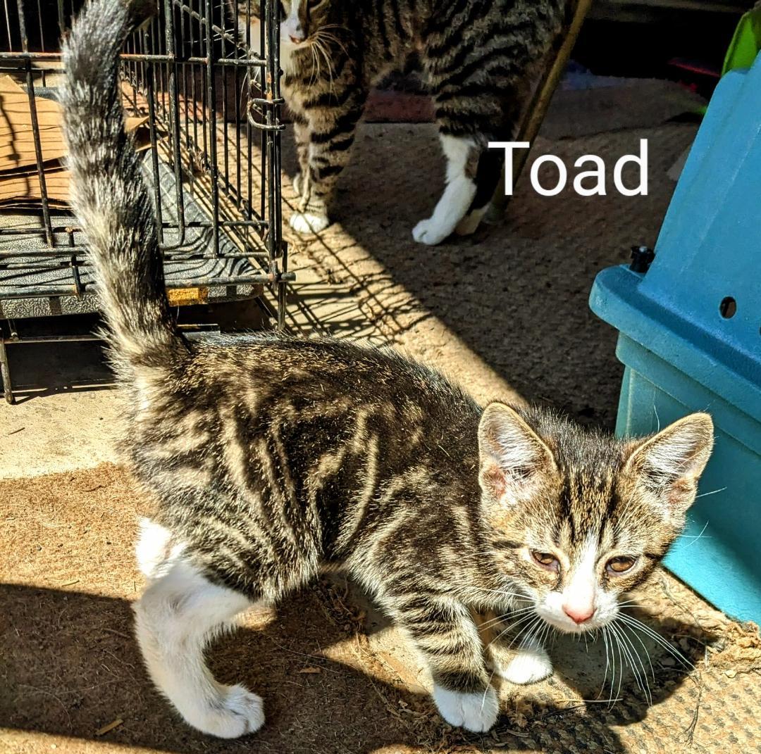 Toad