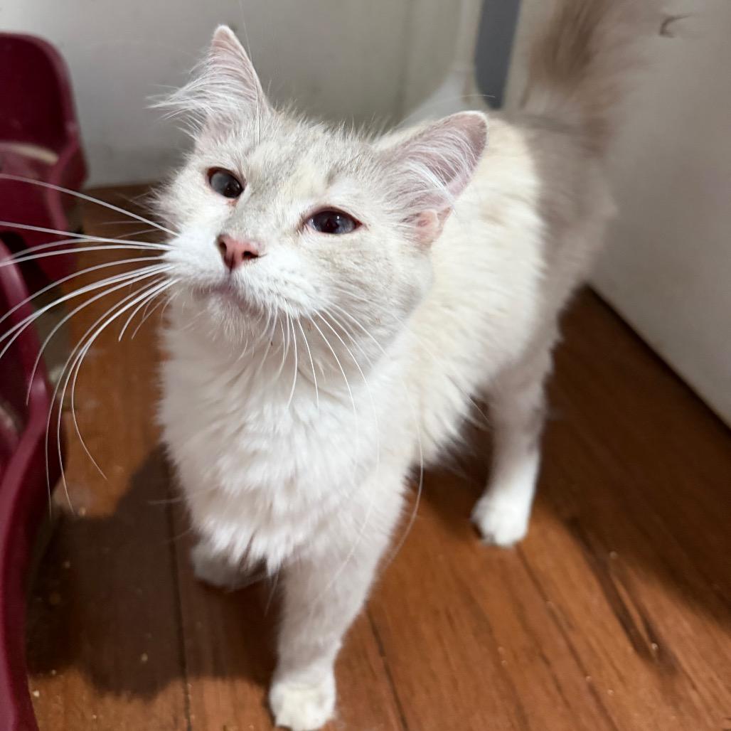 Enlarge Jasmine, a Adoptable Snowshoe in Simi Valley, CA image 1/2