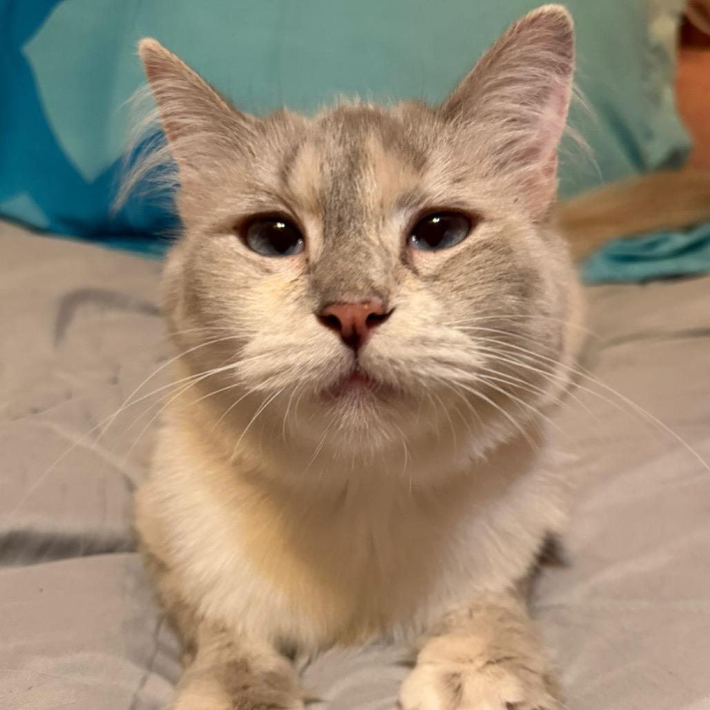Enlarge Jasmine, a Adoptable Snowshoe in Simi Valley, CA image 2/2
