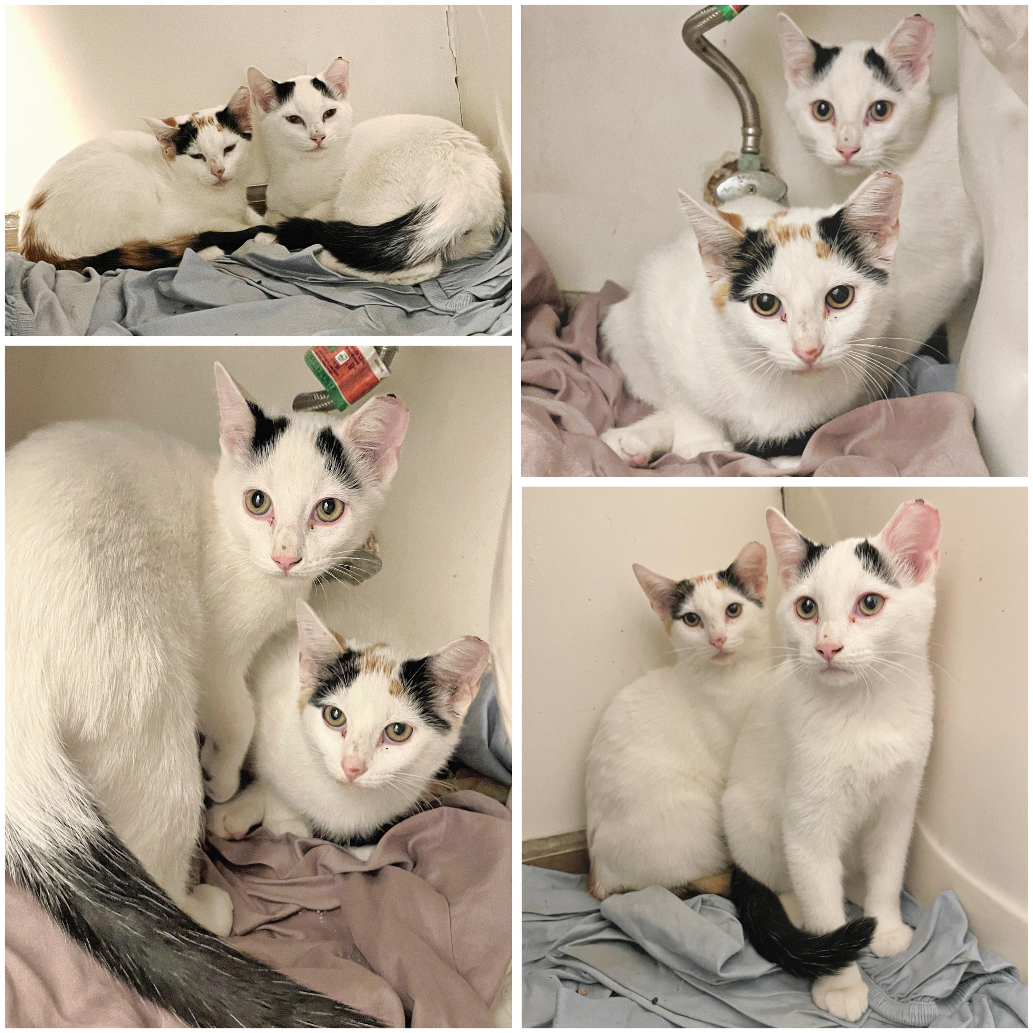 Two Loving Kitties Need a New Home…, a Adoptable Domestic Short Hair in Sedalia, MO image 1/2