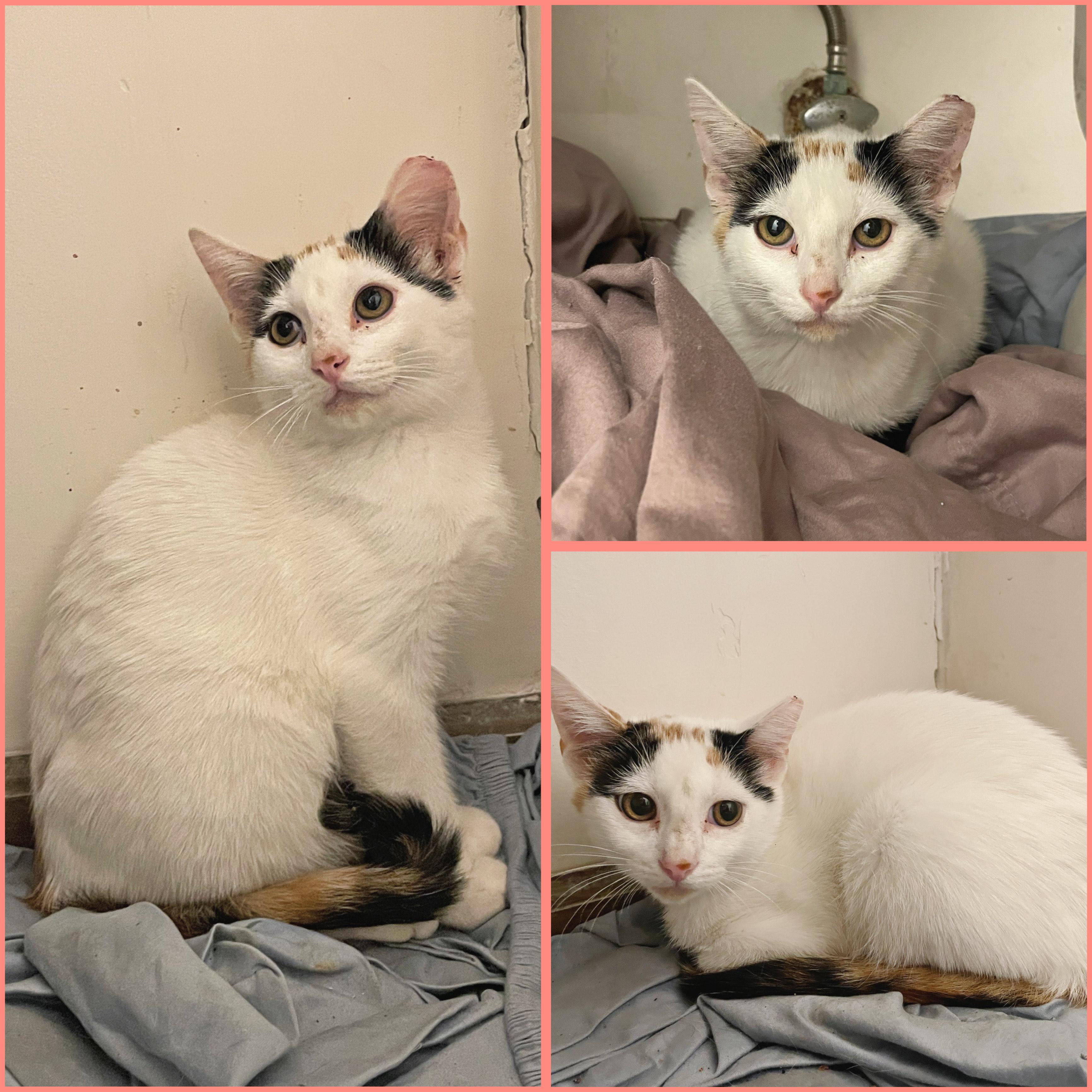 Two Loving Kitties Need a New Home…