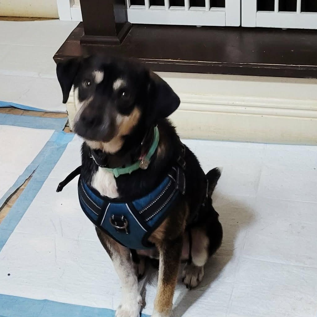 Chance , ADOPTABLE, Adult Male Mixed Breed.