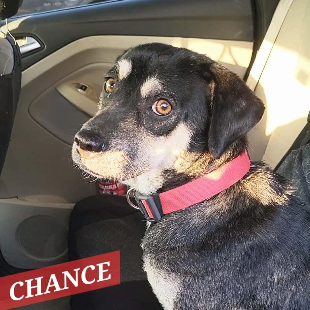 Chance , a ADOPTABLE Mixed Breed in PLAINFIELD, CT image 3/4