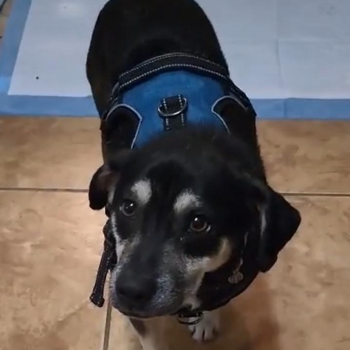 Chance , a ADOPTABLE Mixed Breed in PLAINFIELD, CT image 4/4