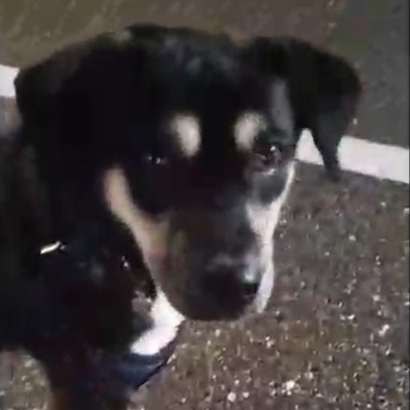 Chance , a ADOPTABLE Mixed Breed in PLAINFIELD, CT image 2/4