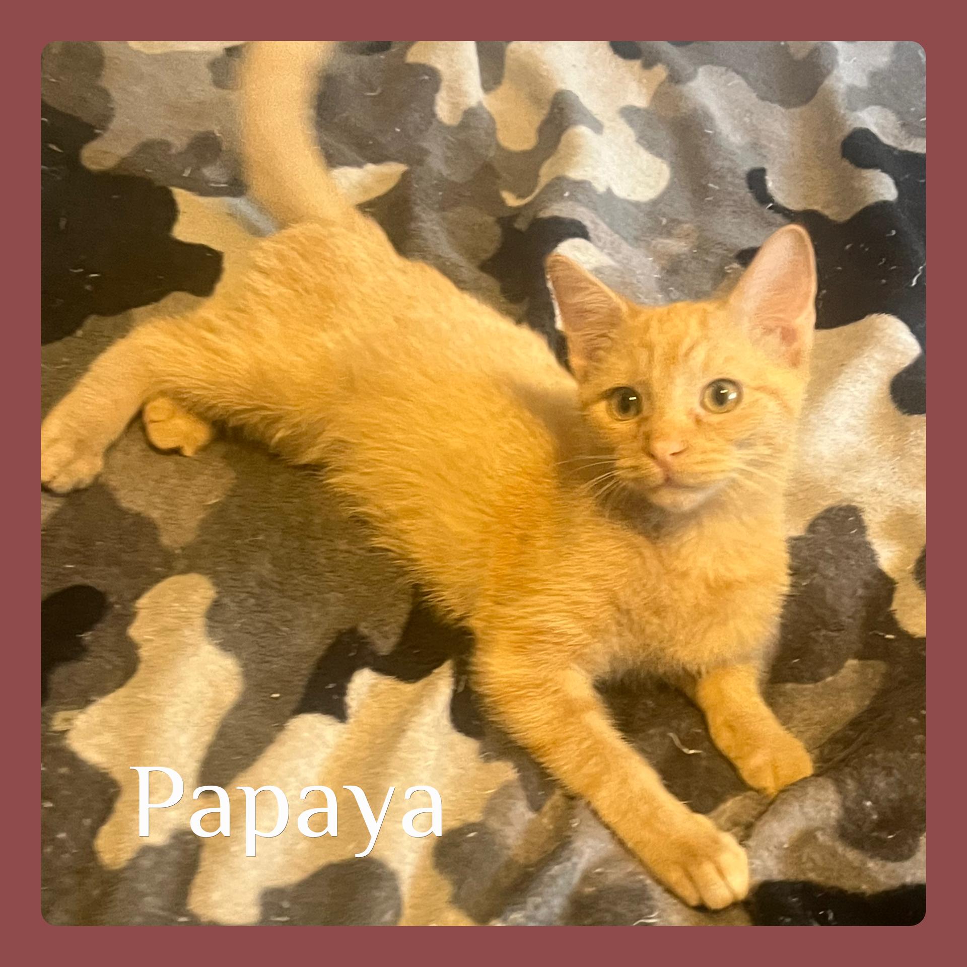 PAPAYA, an adoptable Tabby in Lawton, OK, 73505 | Photo Image 1