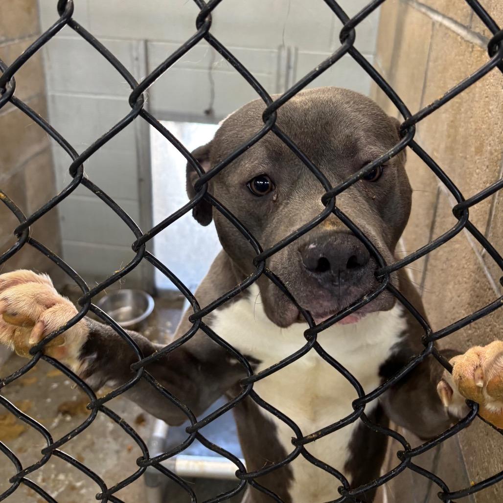 Elmo, Adoptable, Adult Male Pit Bull Terrier.