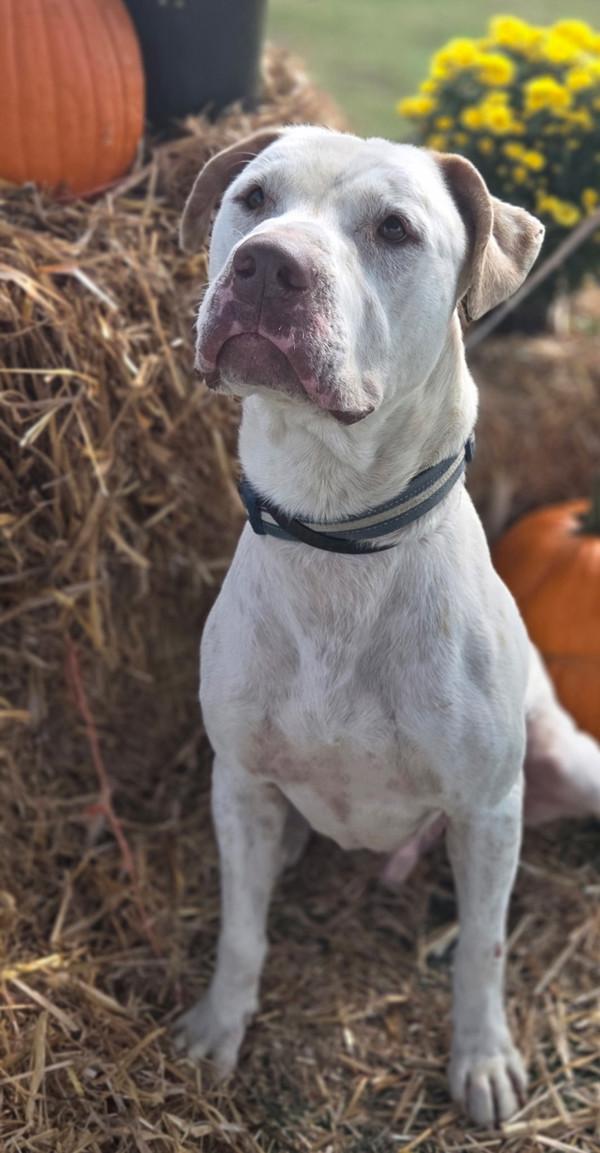 Duke, Adoptable, Adult Male Staffordshire Bull Terrier.