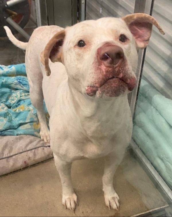 Enlarge Duke, a Adoptable mixed breed in Cleveland, TN image 2/2