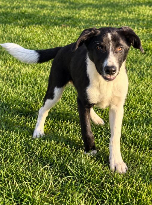 Enlarge Doc, a Adoptable Border Collie in Lagrange, IN image 1/1