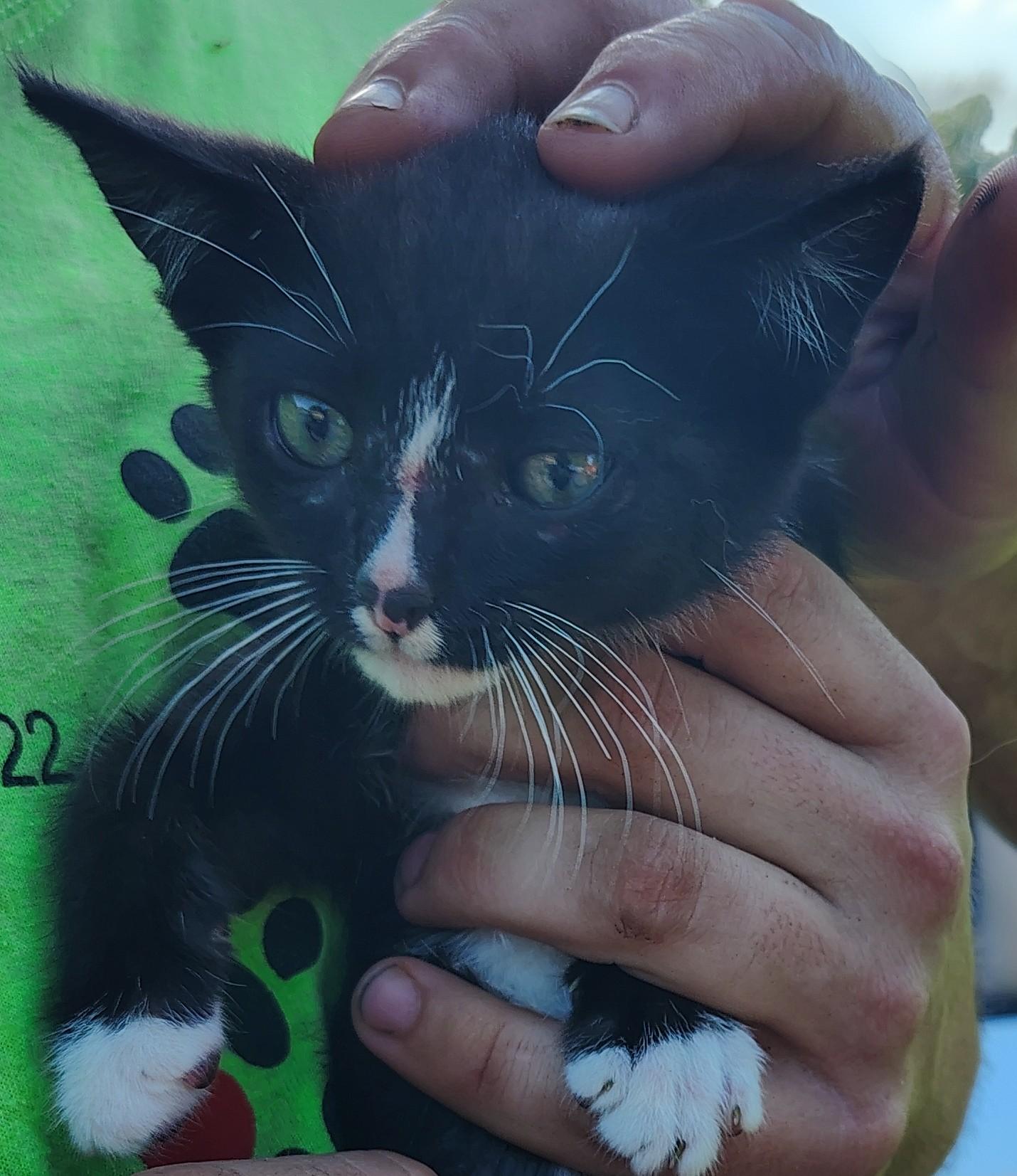 Enlarge Chaplin, an adopted mixed breed in Jasonville, IN image 2/2