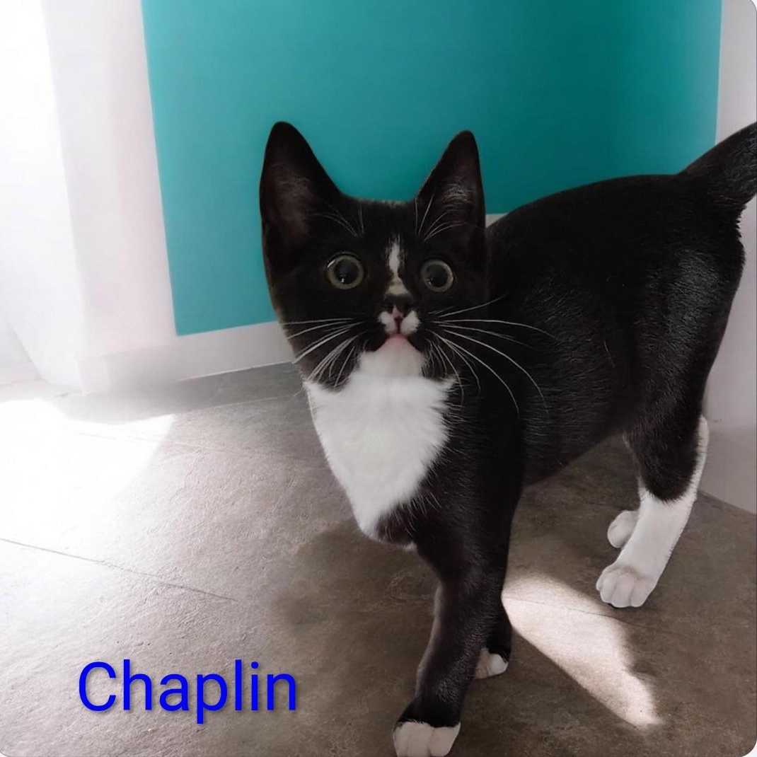 Enlarge Chaplin, an adopted mixed breed in Jasonville, IN image 1/2