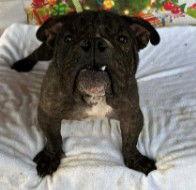 FlapJack, Adopted, Adult Male Pit Bull Terrier.