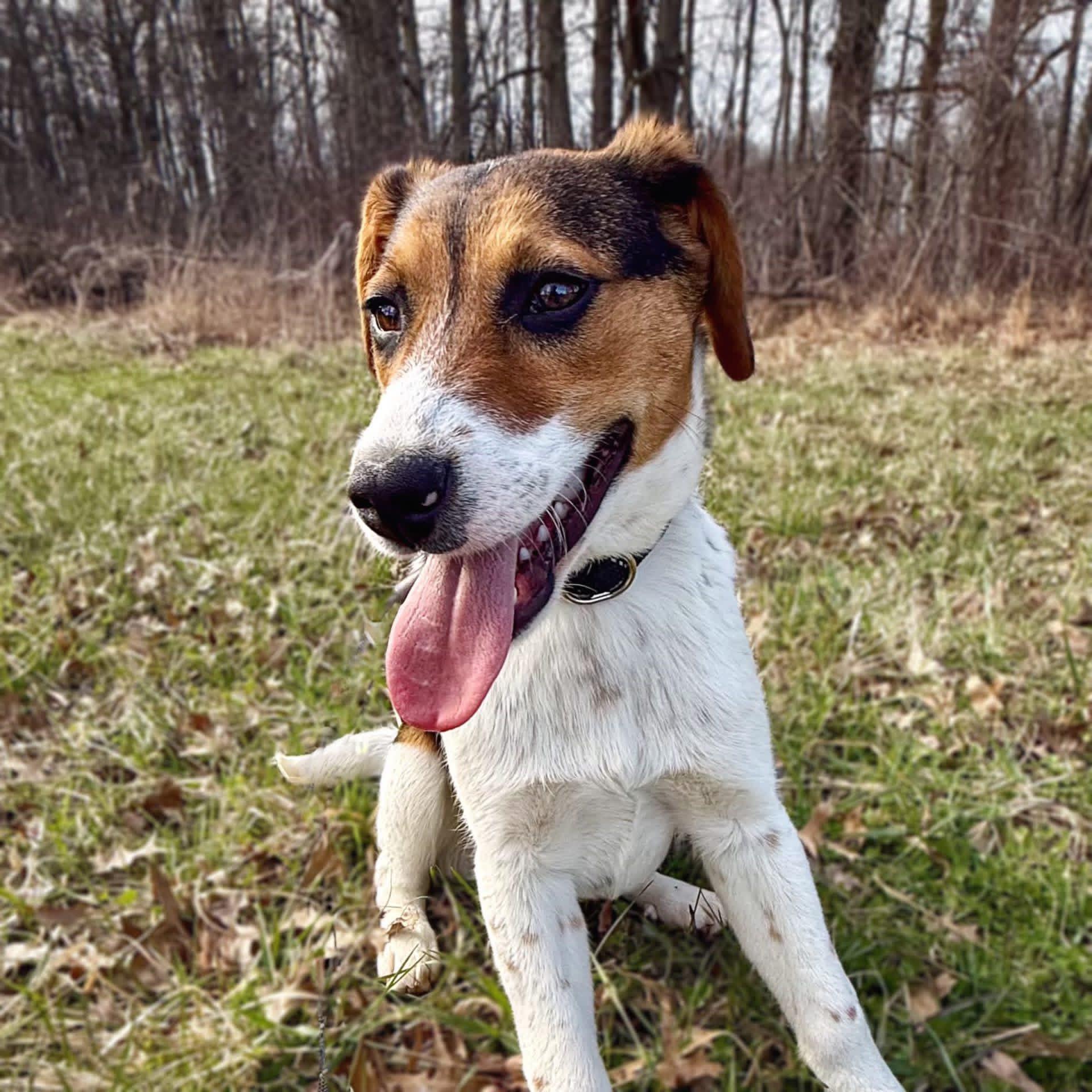 Rubble, ADOPTABLE, Puppy Male Beagle & Hound.
