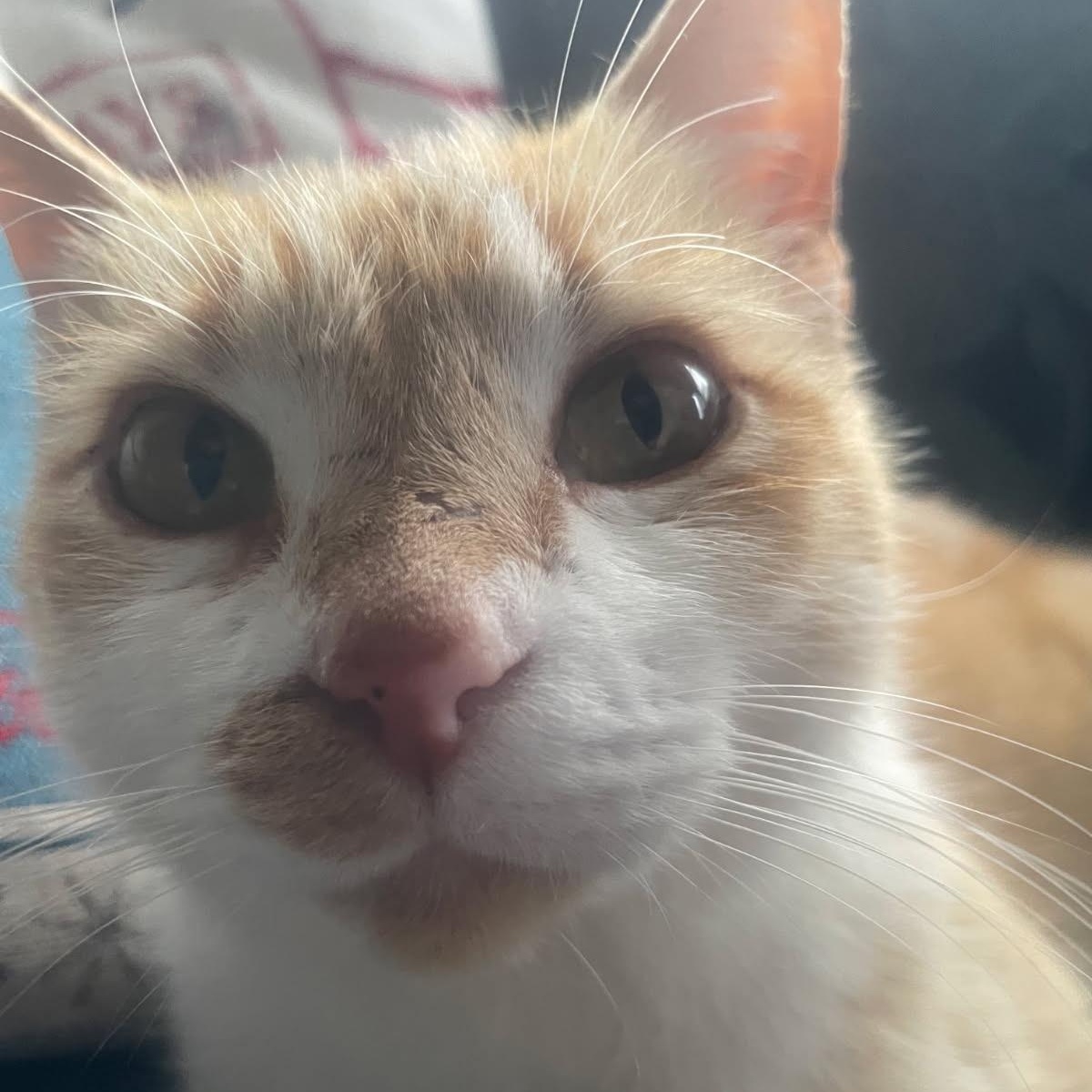 Enlarge Maggie, a ADOPTABLE Domestic Short Hair in Gastonia, NC image 2/2