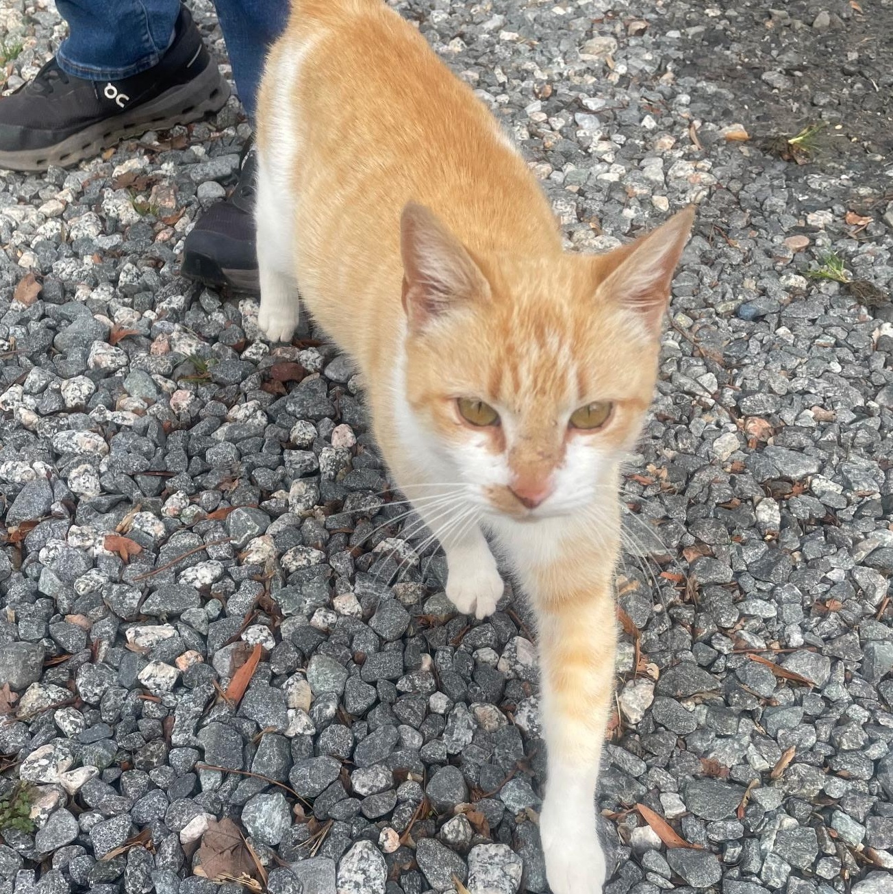 Enlarge Maggie, a ADOPTABLE Domestic Short Hair in Gastonia, NC image 1/2
