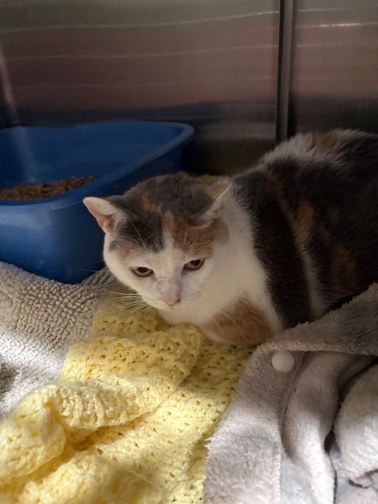 Mama, Adoptable, Adult Female Domestic Short Hair.