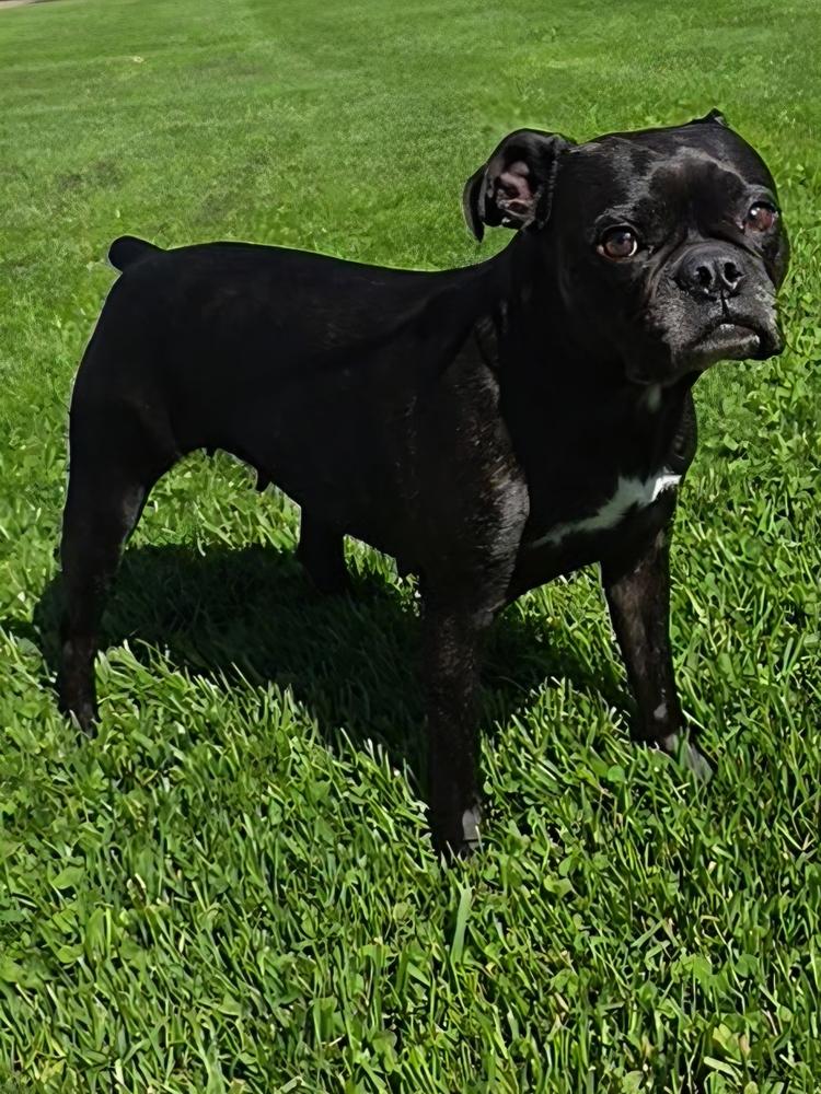 Willow, a Adoptable mixed breed in Oakland, MI image 2/4