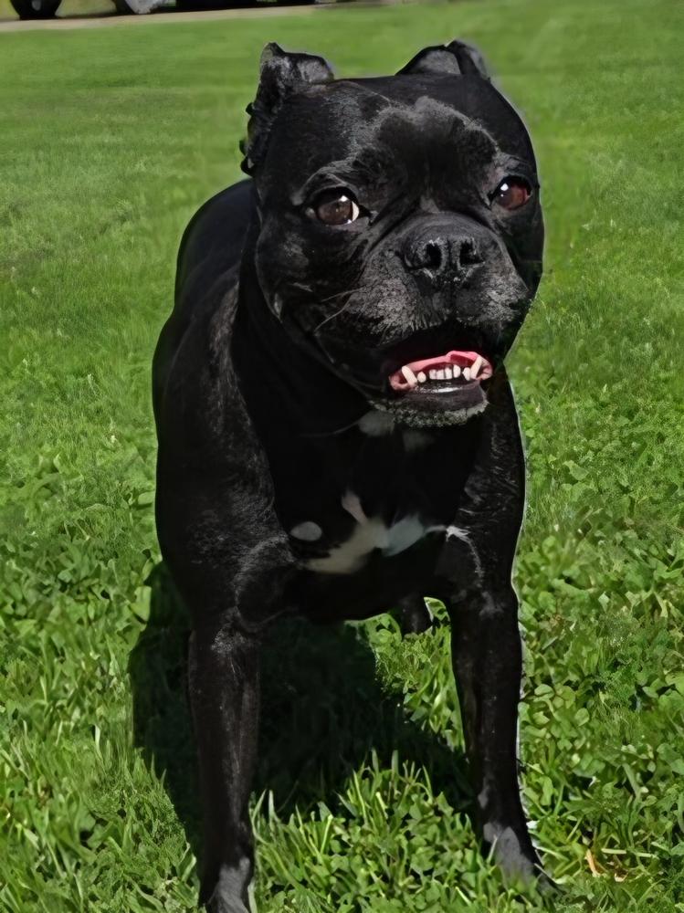 Willow, a Adoptable mixed breed in Oakland, MI image 3/4