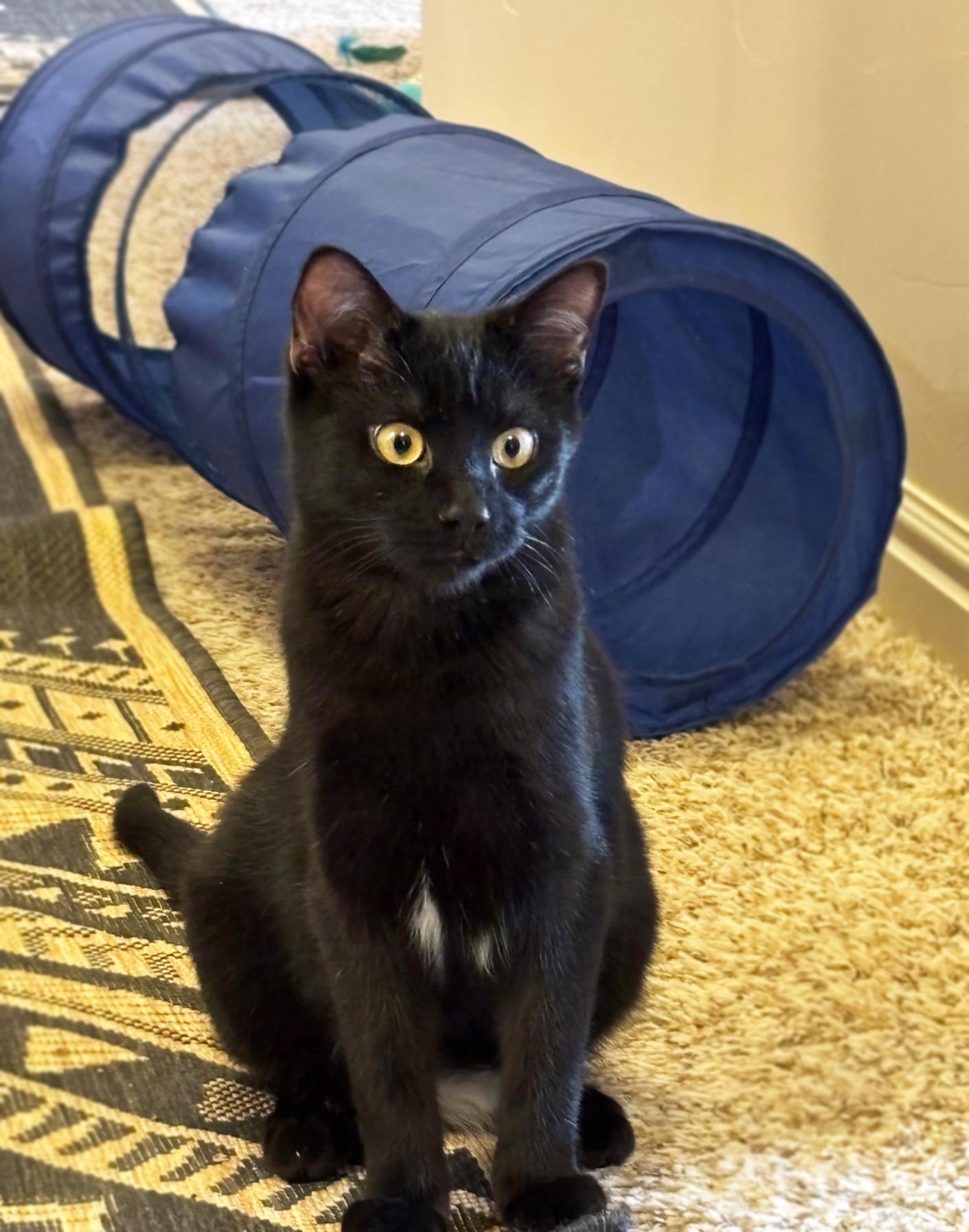 Jerry, a ADOPTABLE Domestic Short Hair in Centerville, UT image 3/4