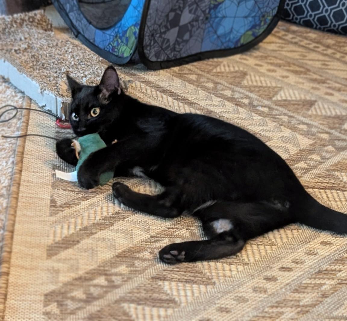 Jerry, a ADOPTABLE Domestic Short Hair in Centerville, UT image 4/4