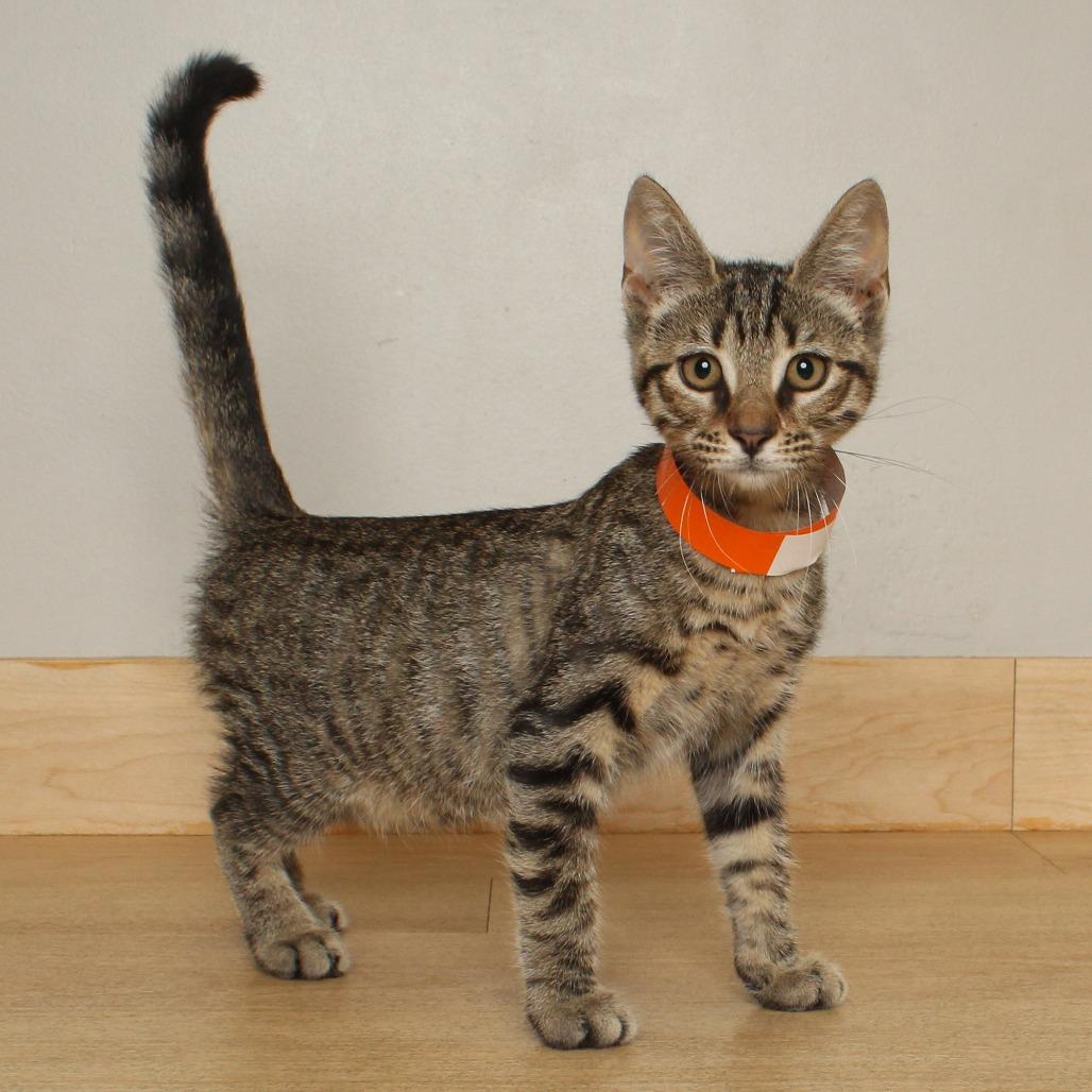 Luna C70372 photo