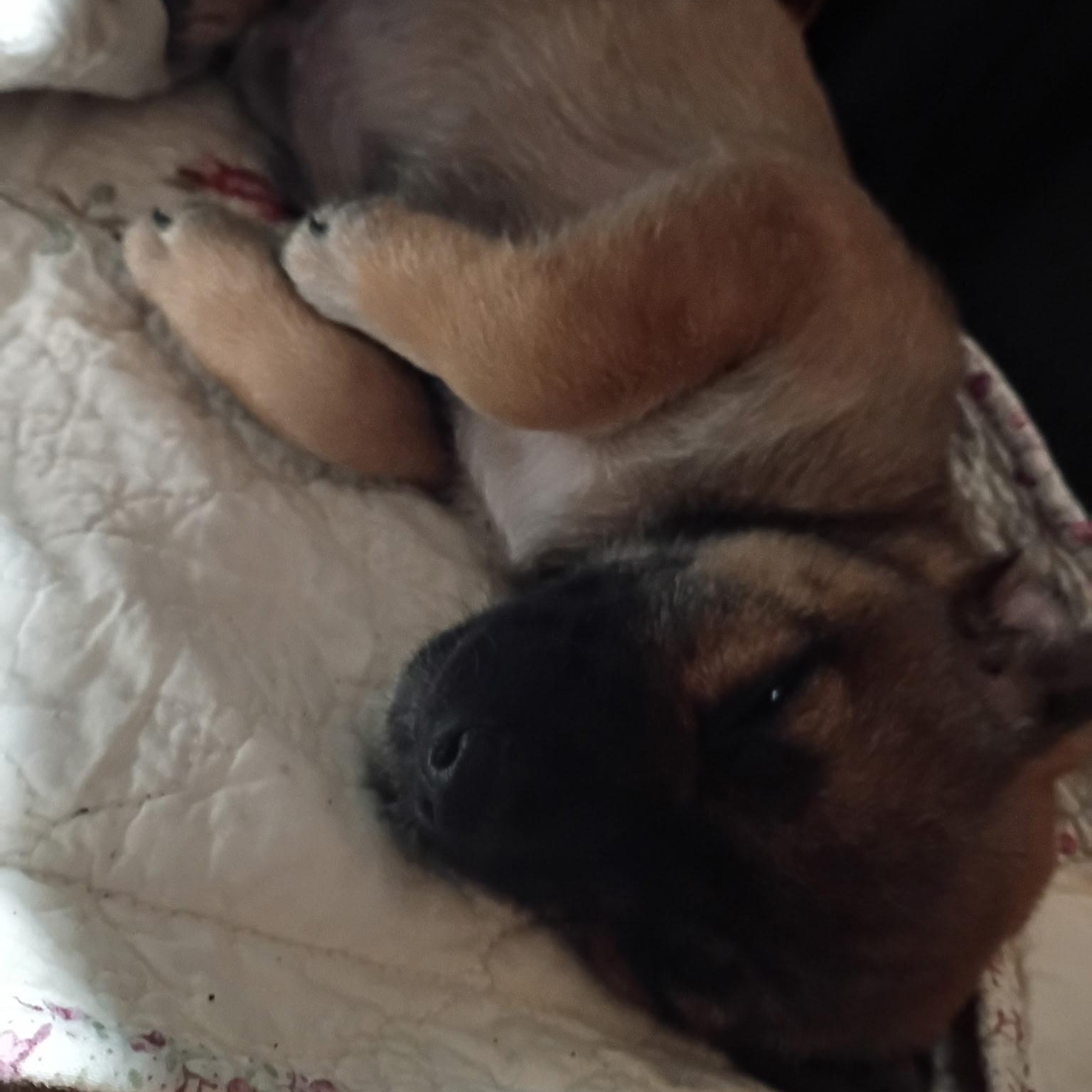 Enlarge Plink, a Adoptable mixed breed in Hamilton , NJ image 1/1
