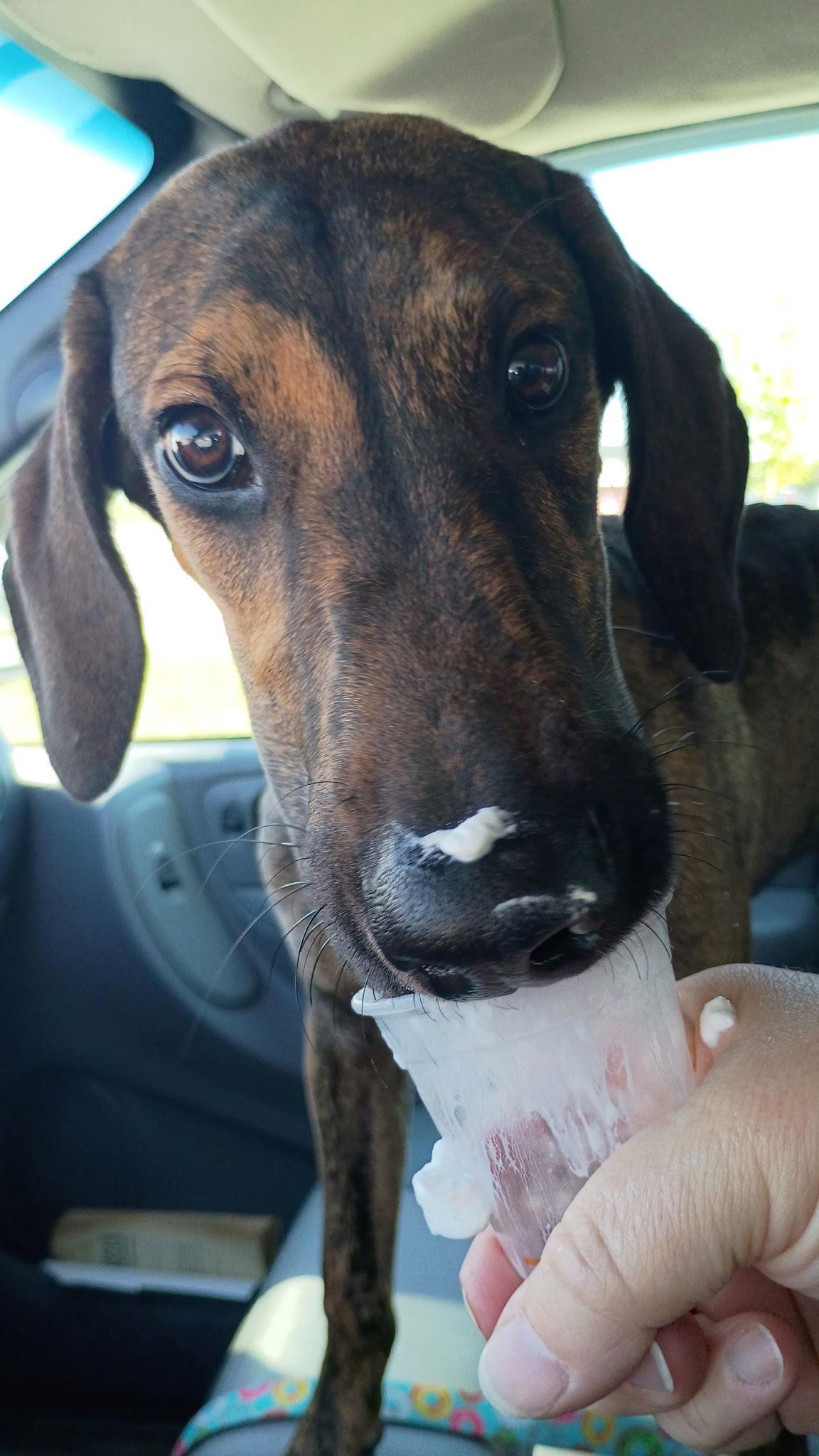 Enlarge Trinity, a Adoptable Doberman Pinscher in Buffalo, MN image 1/3