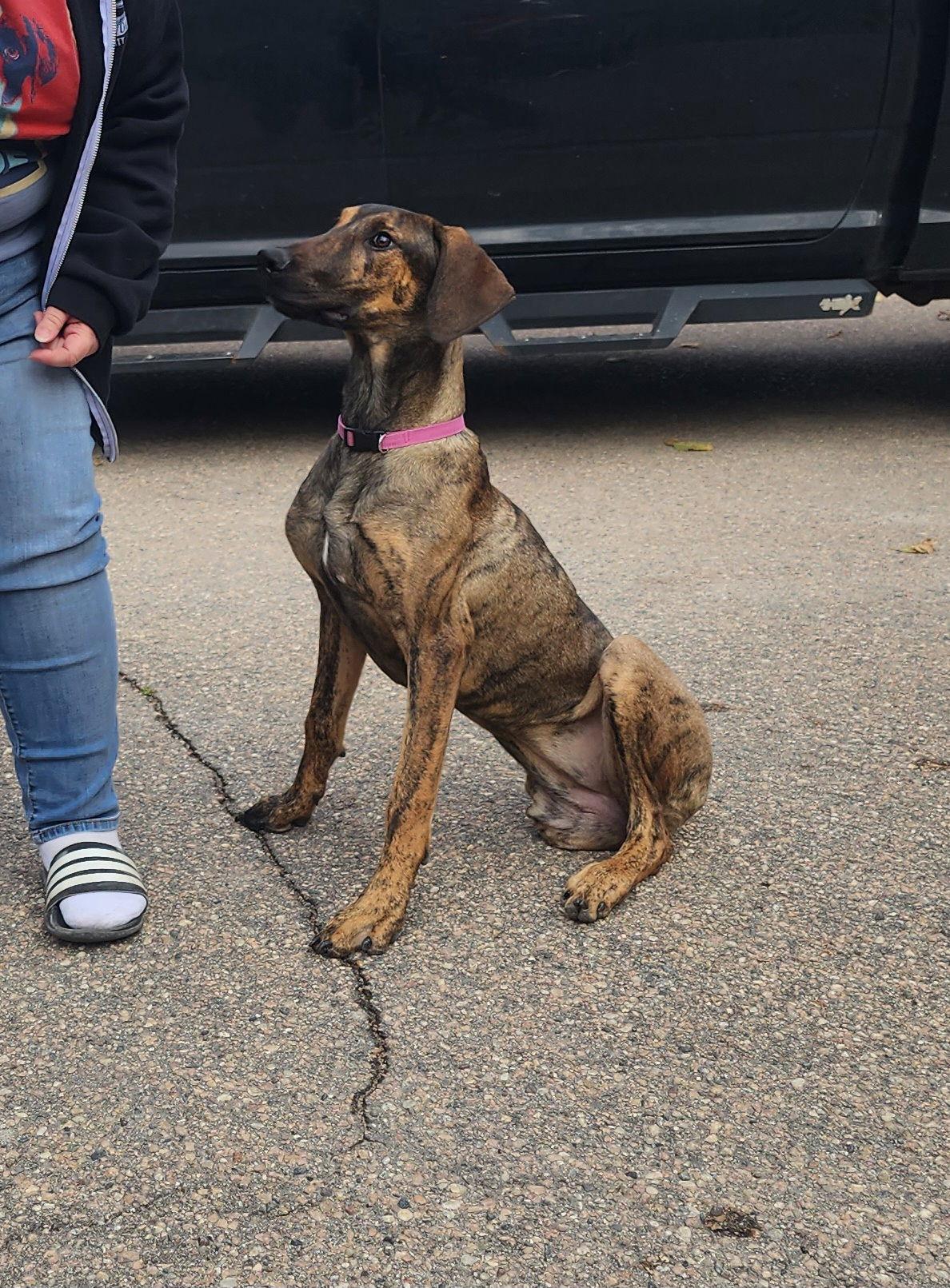 Trinity, Adoptable, Puppy Female Doberman Pinscher.