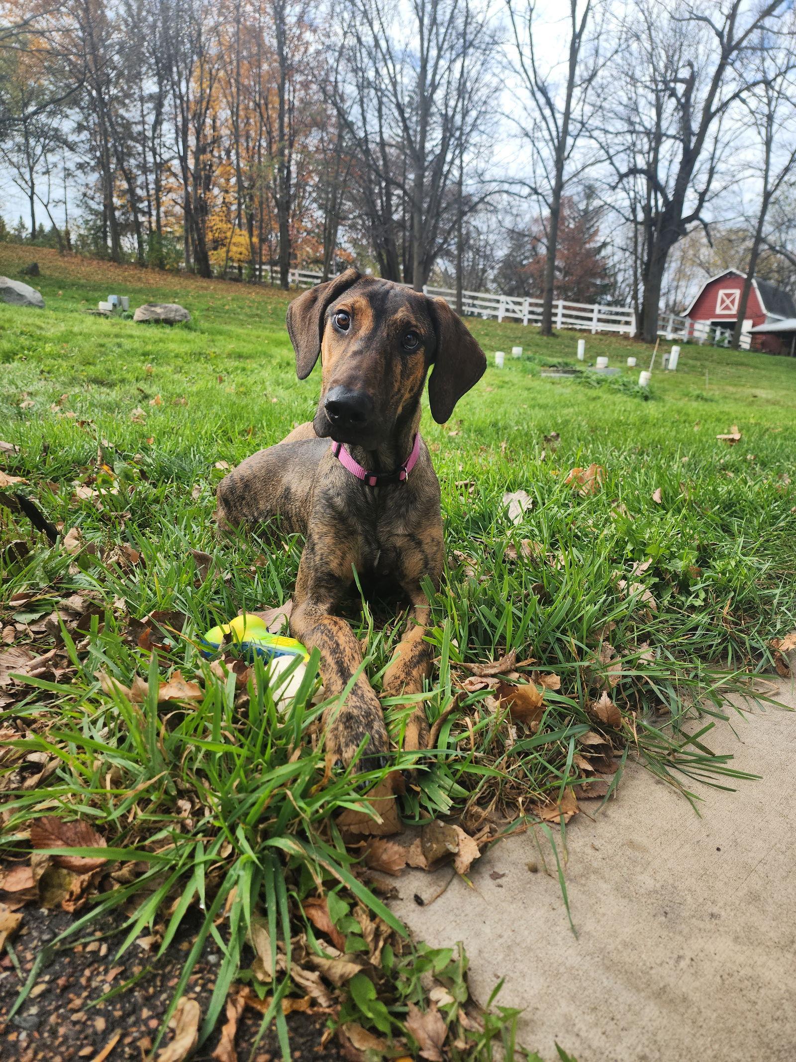 Trinity, a Adoptable Doberman Pinscher in Buffalo, MN image 2/3