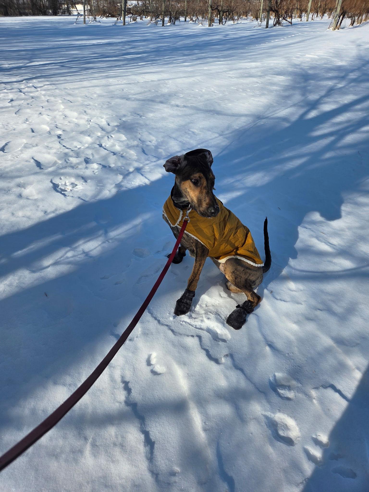 Enlarge Trinity, a Adopted Doberman Pinscher in Buffalo, MN image 2/3