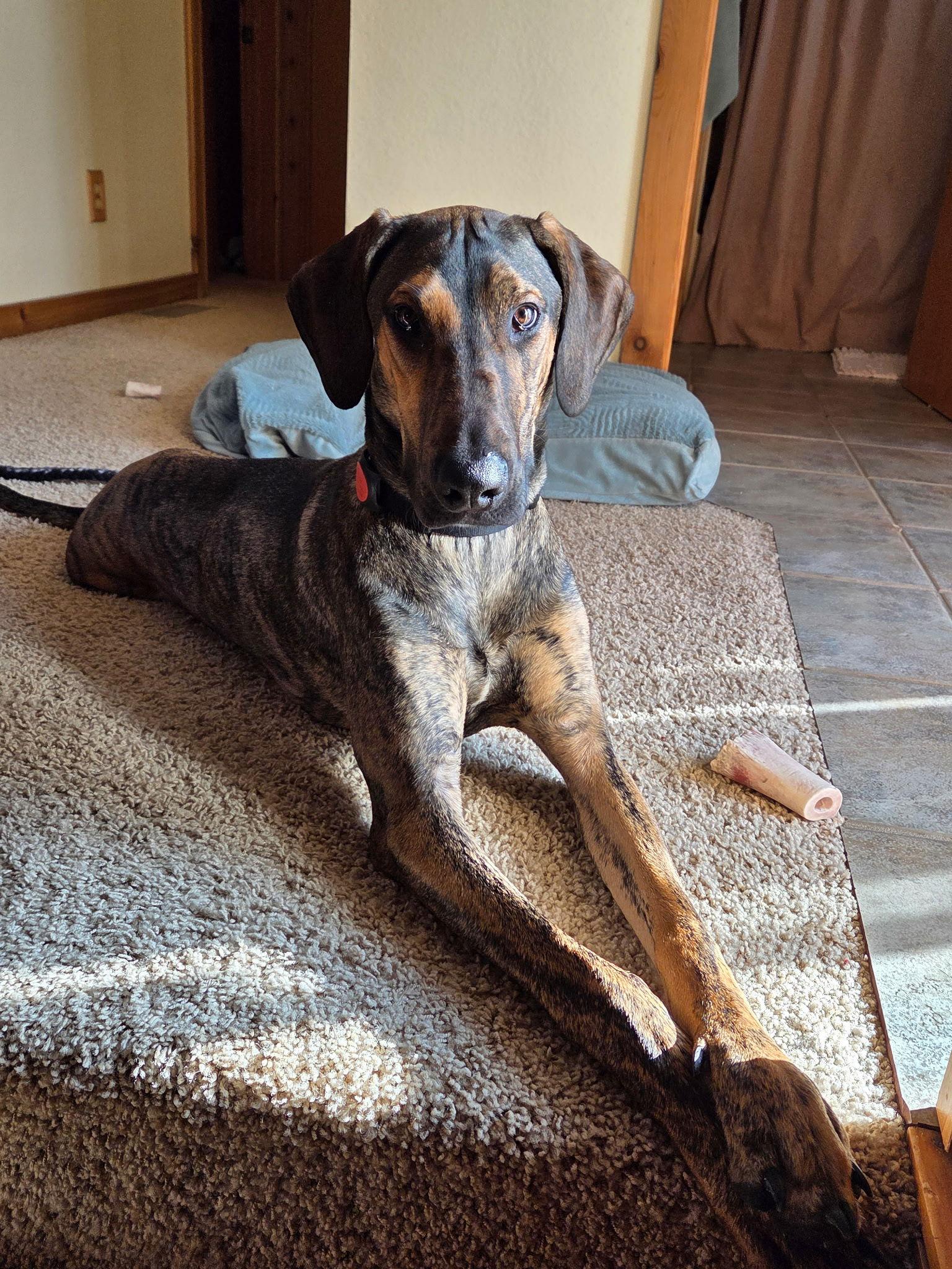 Enlarge Trinity, a Adopted Doberman Pinscher in Buffalo, MN image 3/3