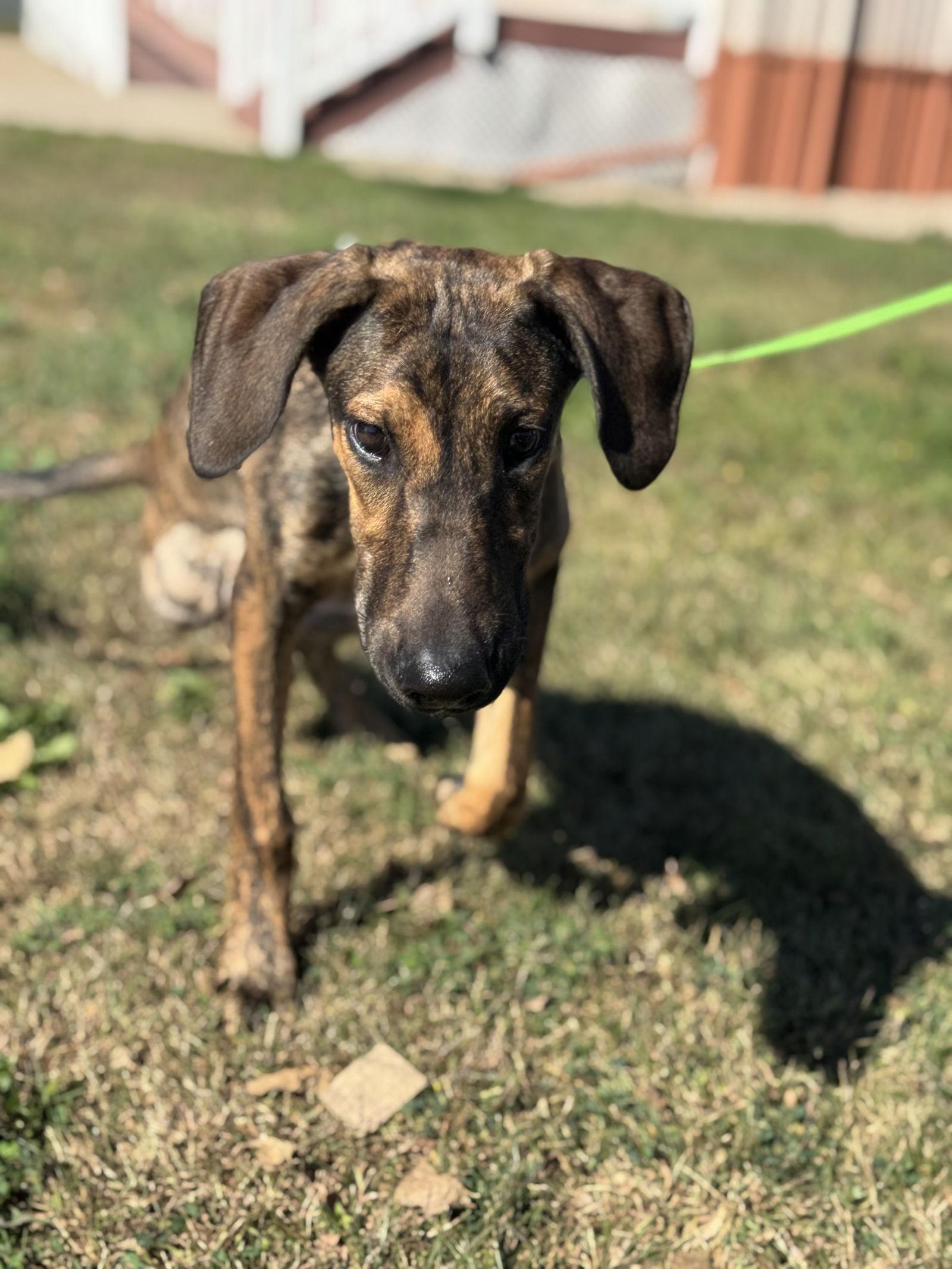 Trinity, a Adoptable Doberman Pinscher in Buffalo, MN image 3/3