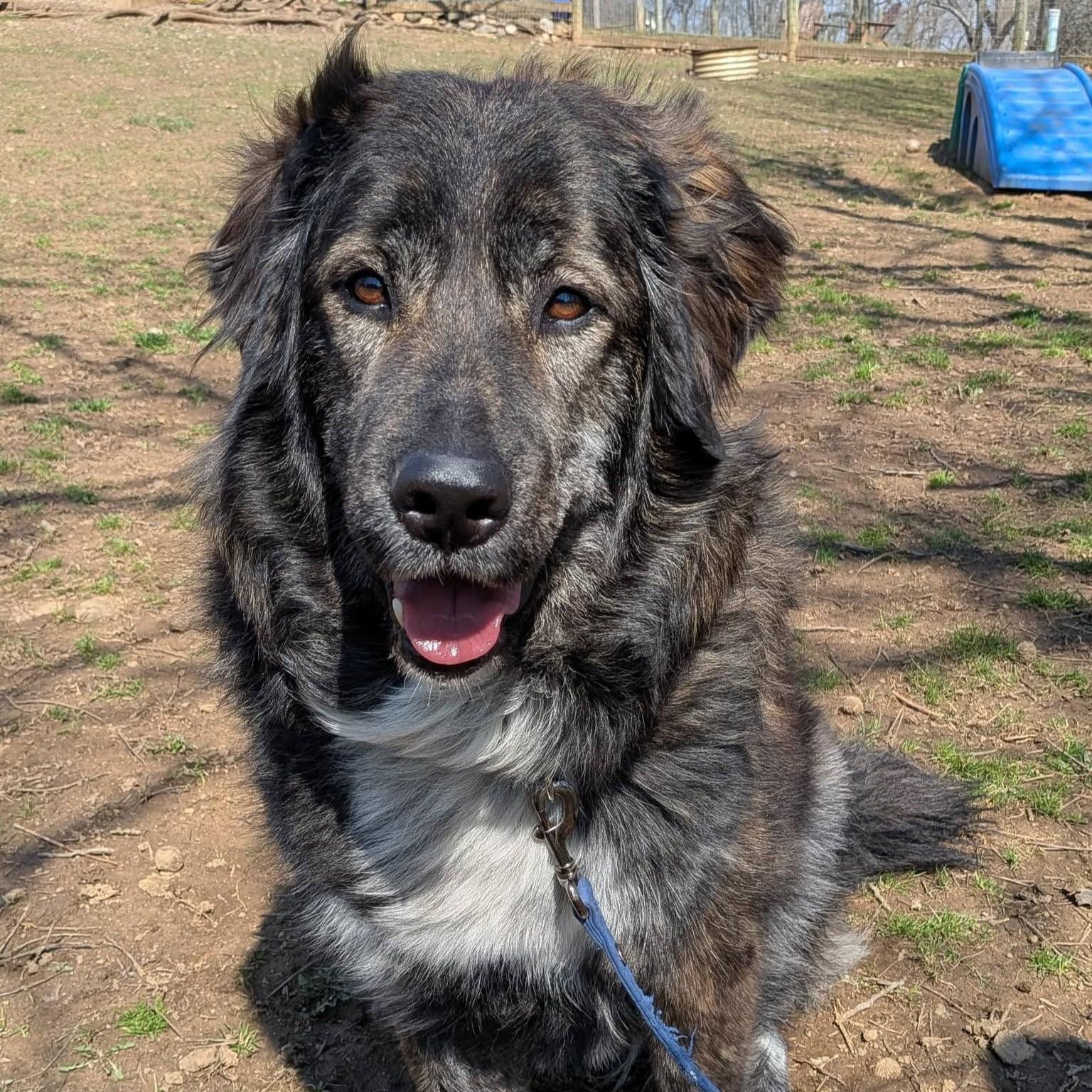 Maggie , an adopted mixed breed in Phoenixville, PA image 1/6