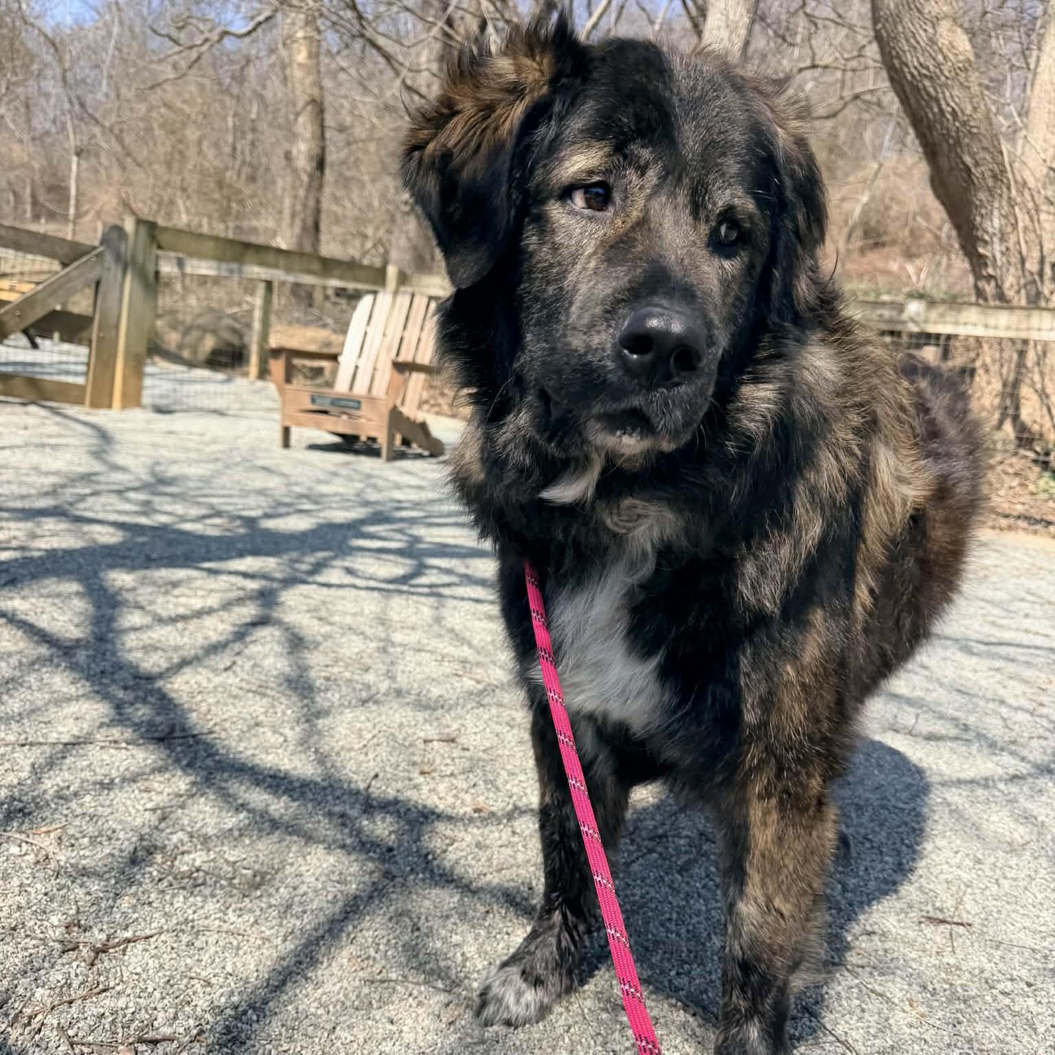 Maggie , an adopted mixed breed in Phoenixville, PA image 2/6