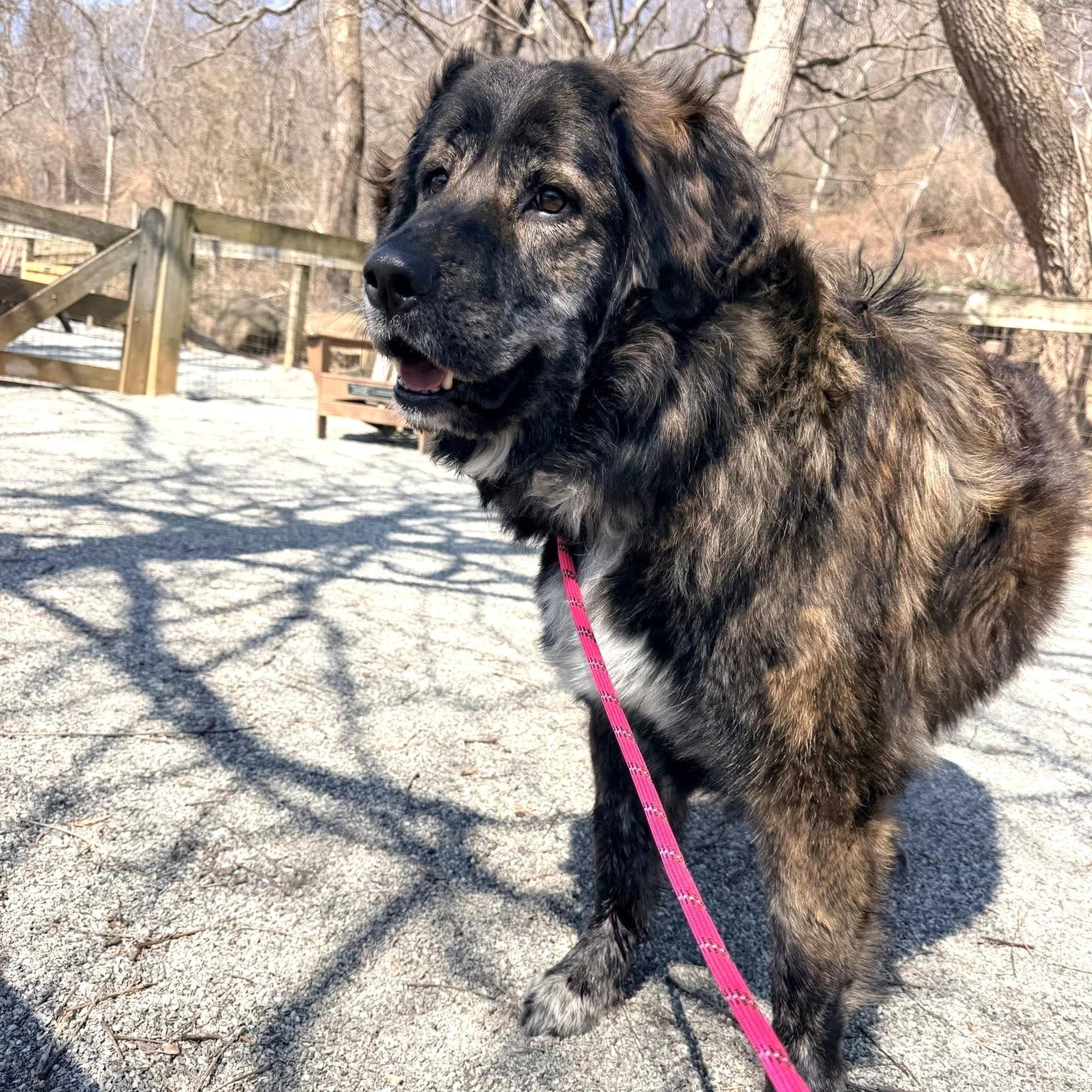 Maggie , an adopted mixed breed in Phoenixville, PA image 4/6