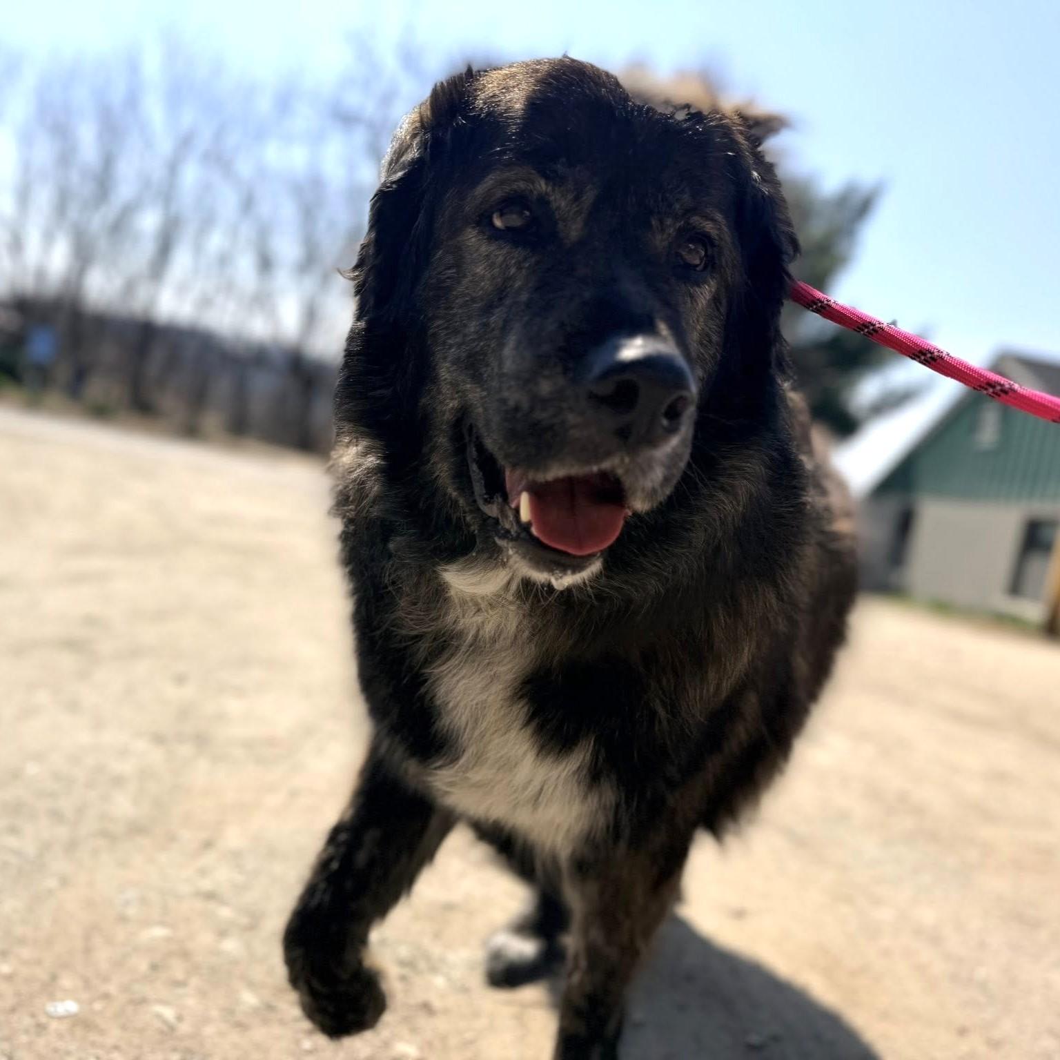 Maggie , an adopted mixed breed in Phoenixville, PA image 6/6
