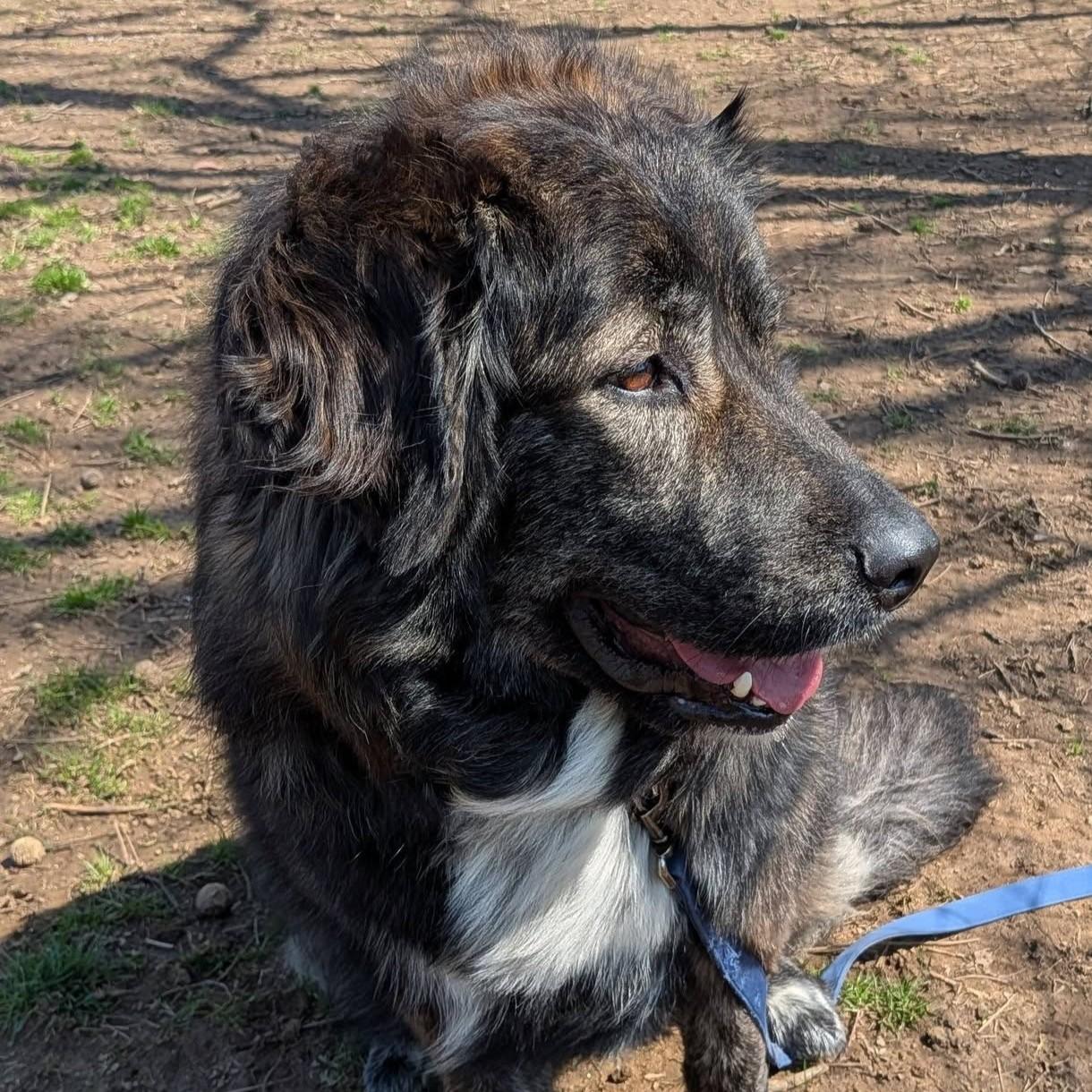 Maggie , an adopted mixed breed in Phoenixville, PA image 5/6