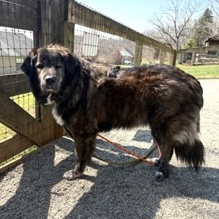 Maggie , an adopted mixed breed in Phoenixville, PA image 3/6