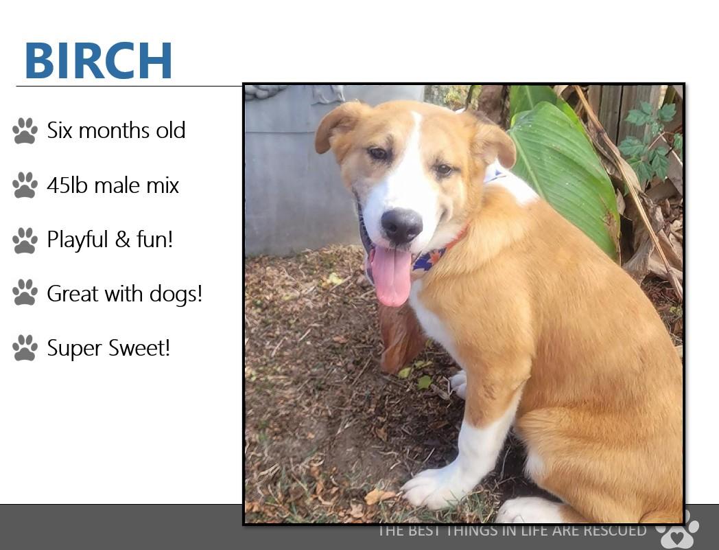 Foster BIRCH!