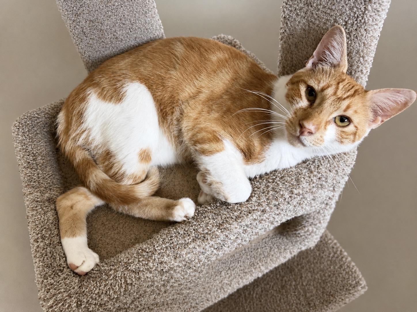 Charlie, a Adoptable Domestic Short Hair in Rio Linda, CA image 1/3