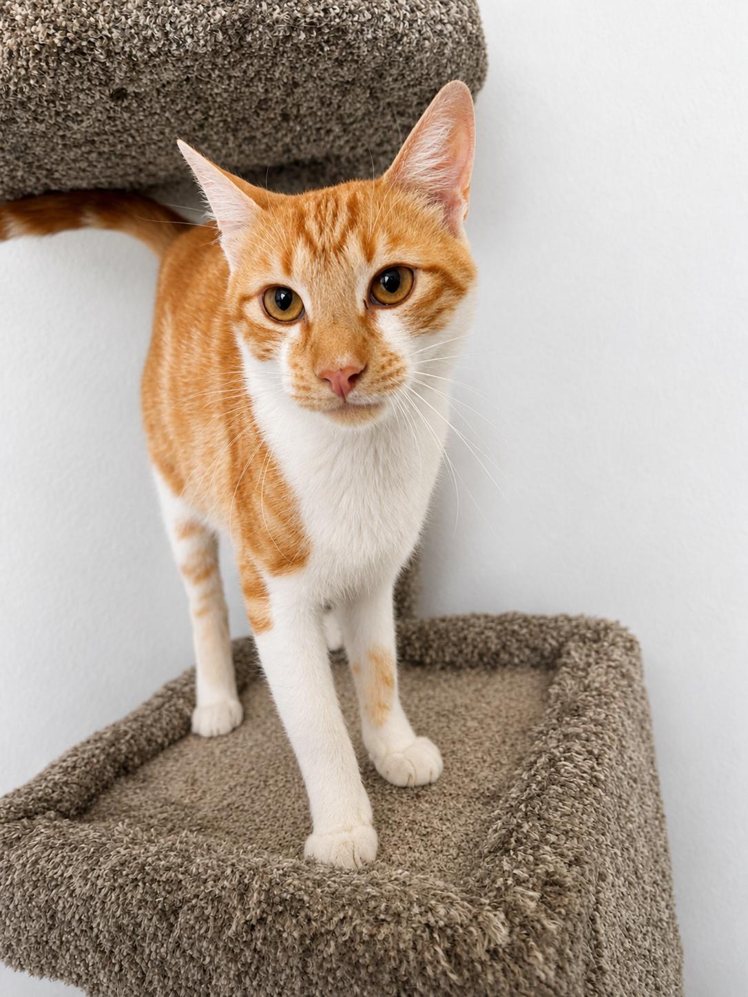 Charlie, a Adoptable Domestic Short Hair in Rio Linda, CA image 2/3