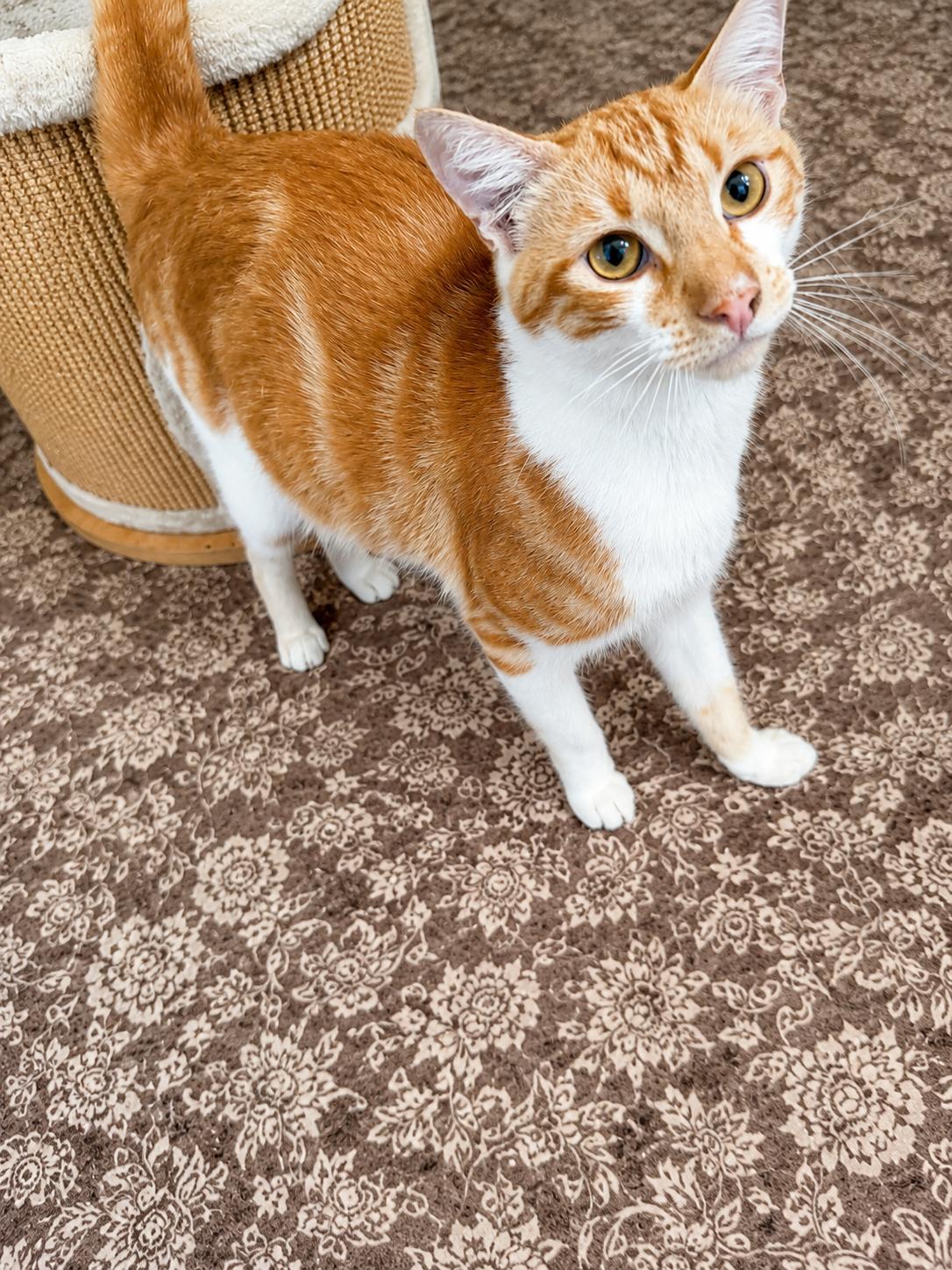 Charlie, a Adoptable Domestic Short Hair in Rio Linda, CA image 3/3