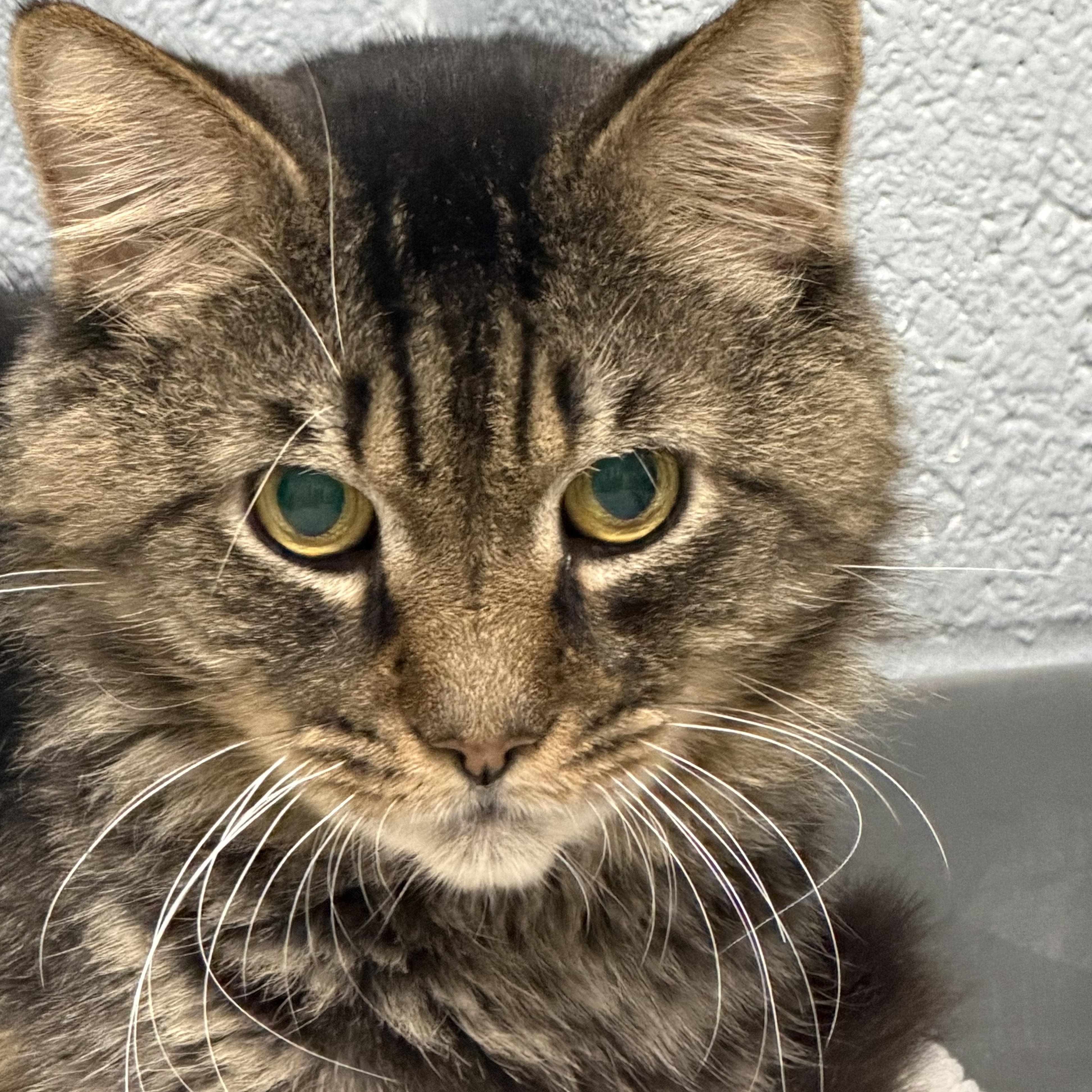 Enlarge Julius, a Adoptable Domestic Short Hair in Pottsville, PA image 2/2
