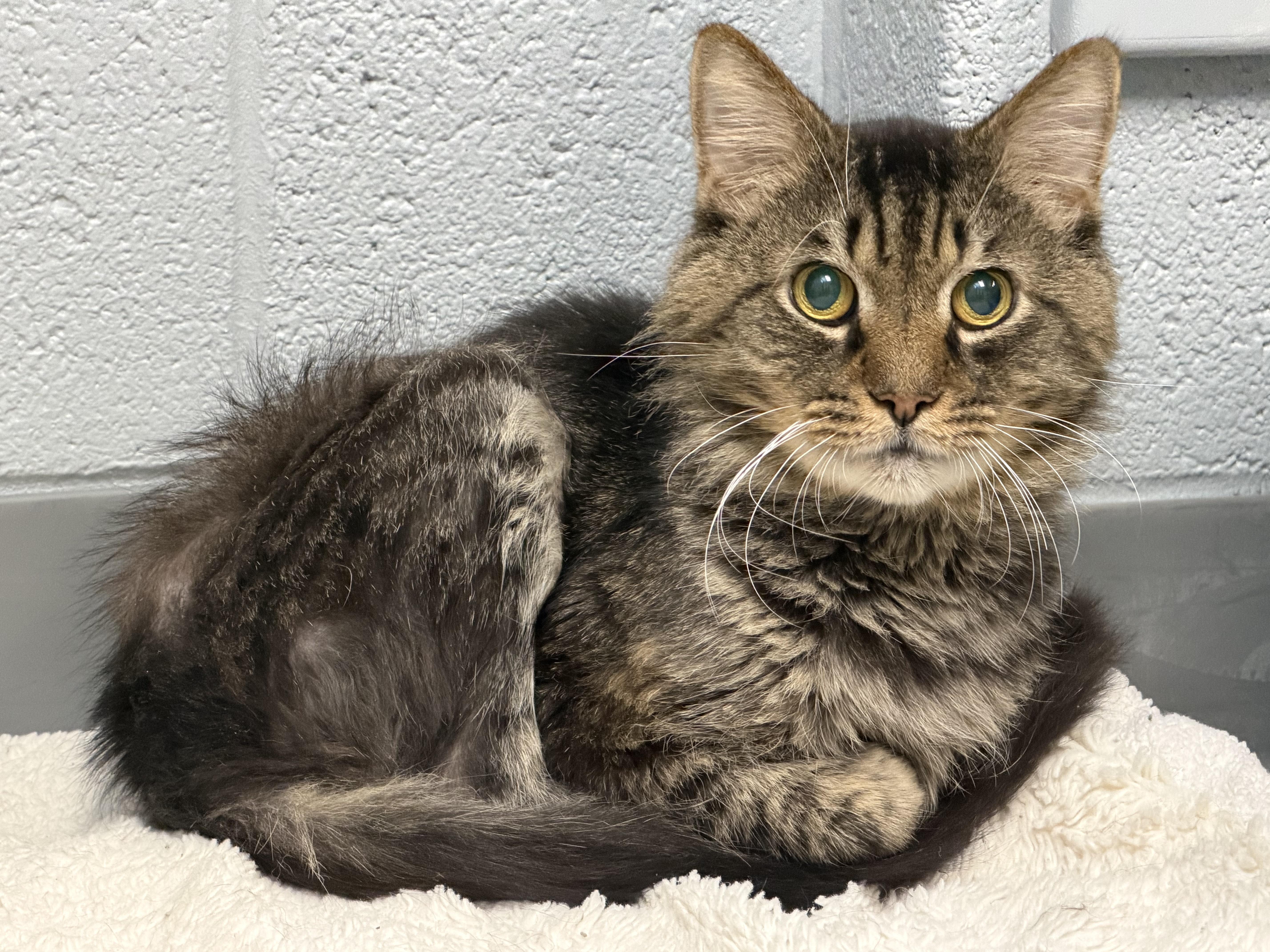 Julius, Adoptable, Senior Male Domestic Short Hair.