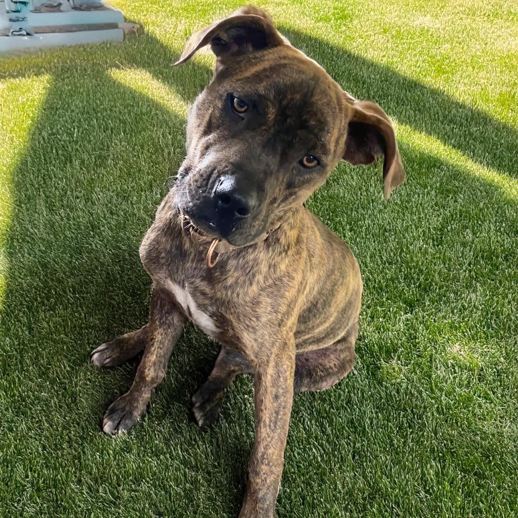 Chessie, Adoptable, Young Female Pit Bull Terrier & Mixed Breed.