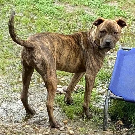 Chessie, Adoptable, Young Female Pit Bull Terrier & Mixed Breed.